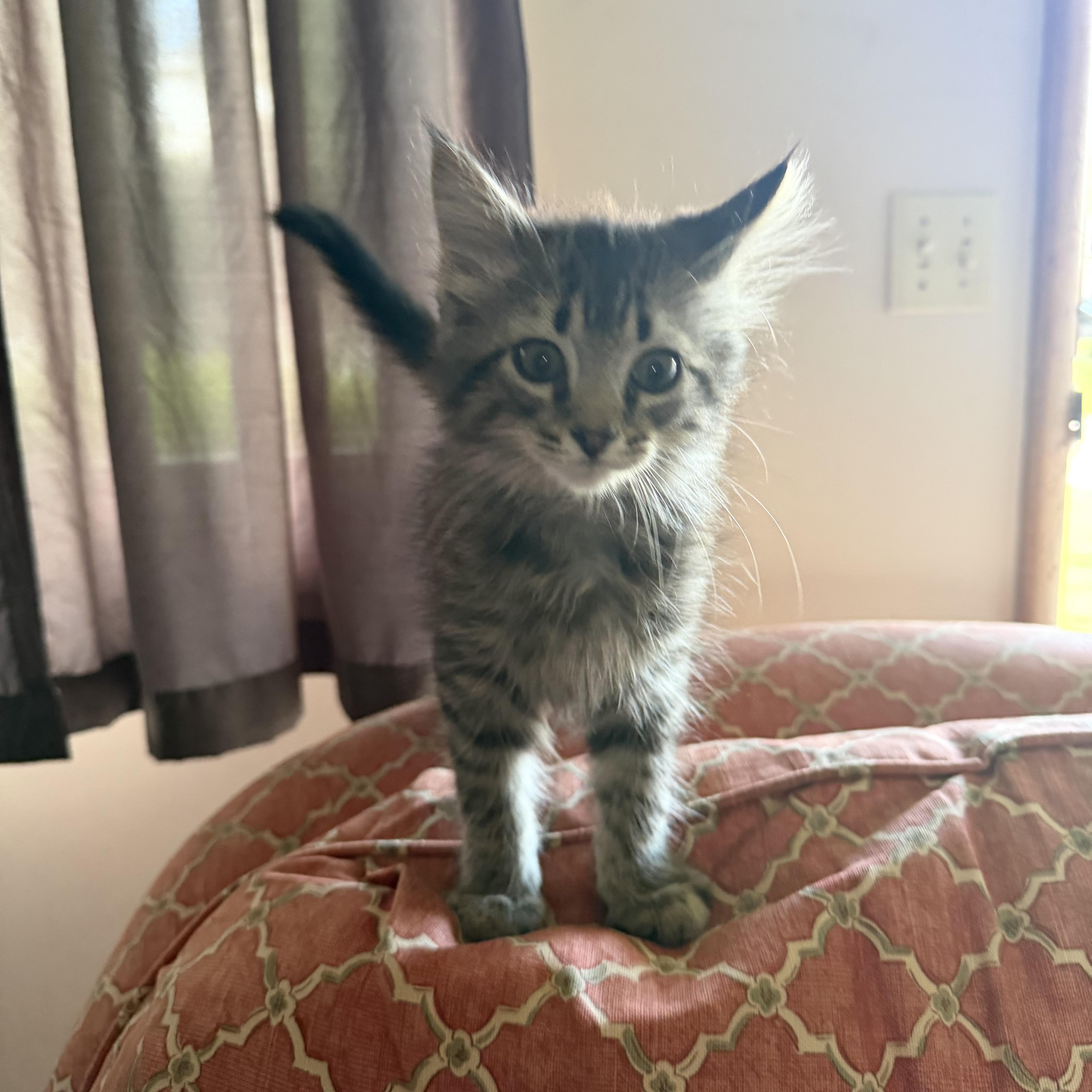Mickey, ADOPTABLE, Kitten Male Domestic Medium Hair & Maine Coon.