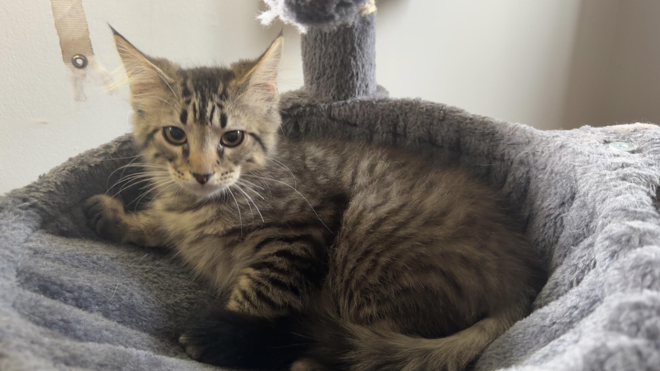 Mickey, a ADOPTABLE mixed breed in Canal Fulton, OH image 2/3