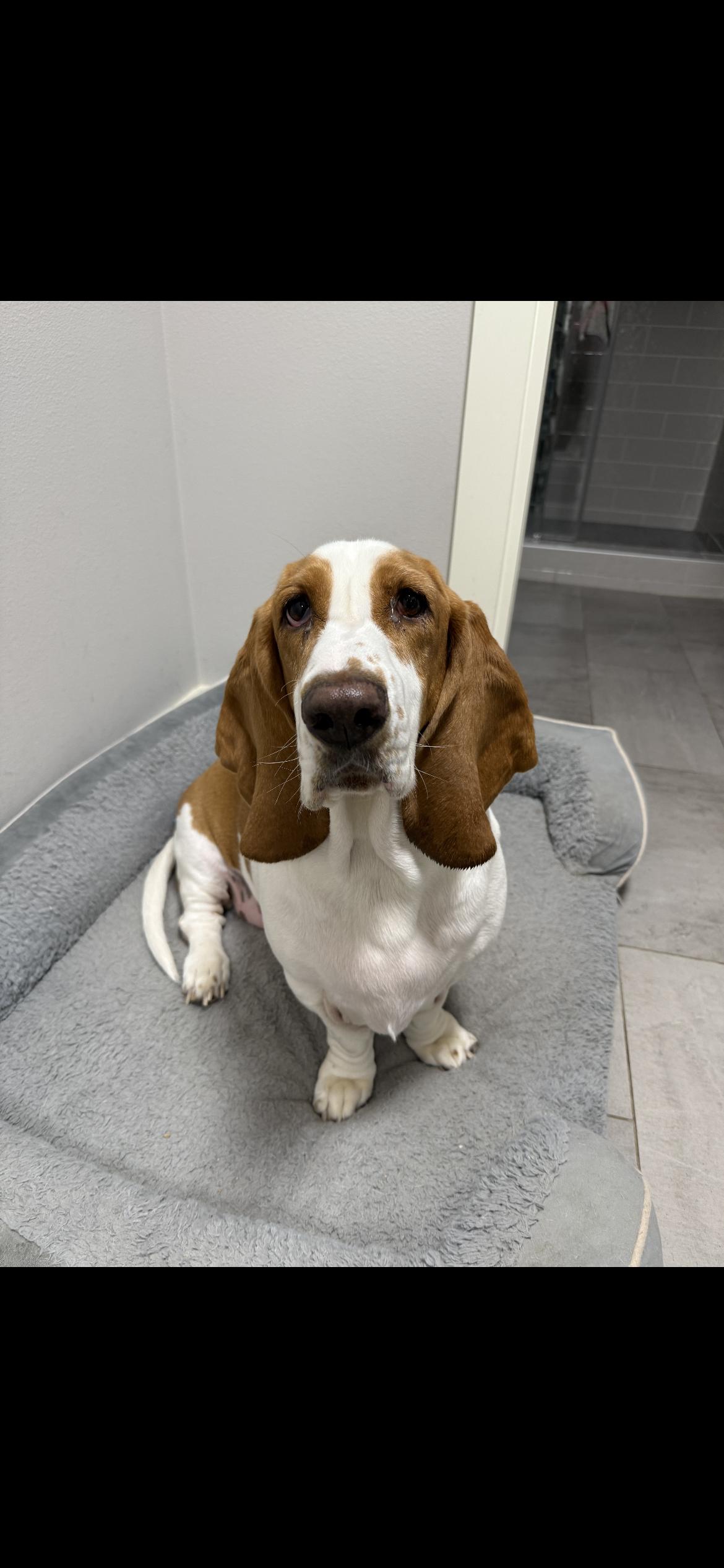 Enlarge Otis, a Adopted Basset Hound in Carrollton, TX image 1/1