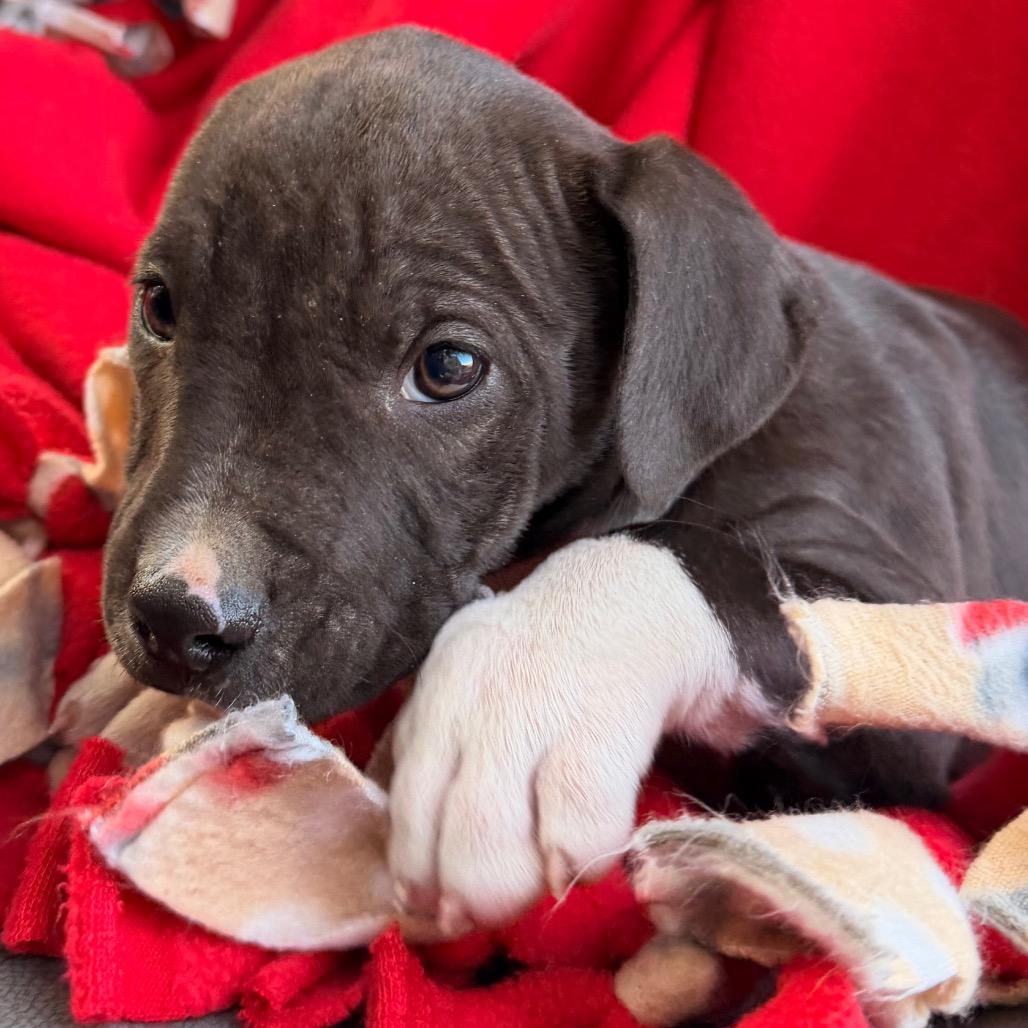 Majesty, Adoptable, Puppy Female Pit Bull Terrier.