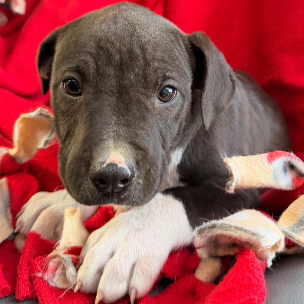 Enlarge Majesty, a Adoptable Pit Bull Terrier in Lee's Summit, MO image 2/3
