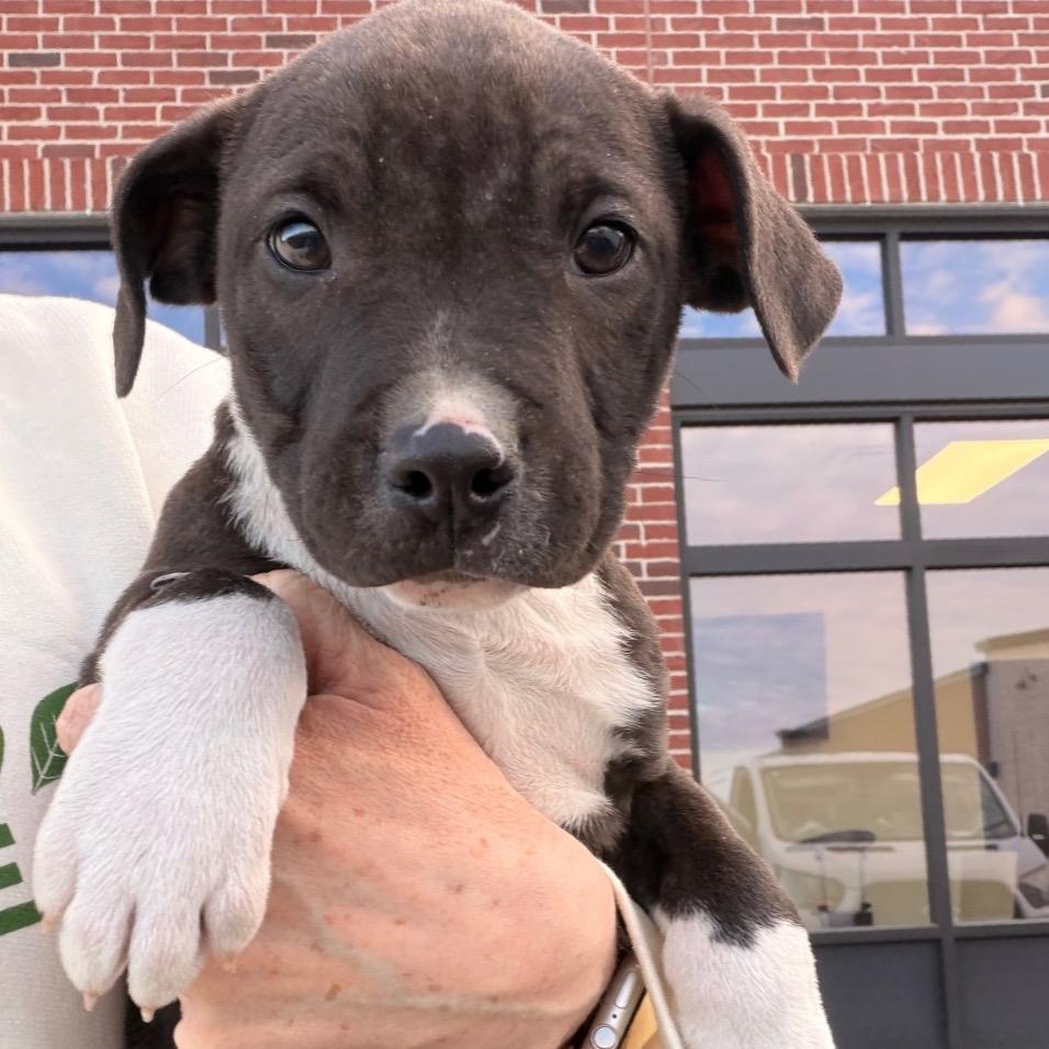 Enlarge Majesty, a Adoptable Pit Bull Terrier in Lee's Summit, MO image 3/3