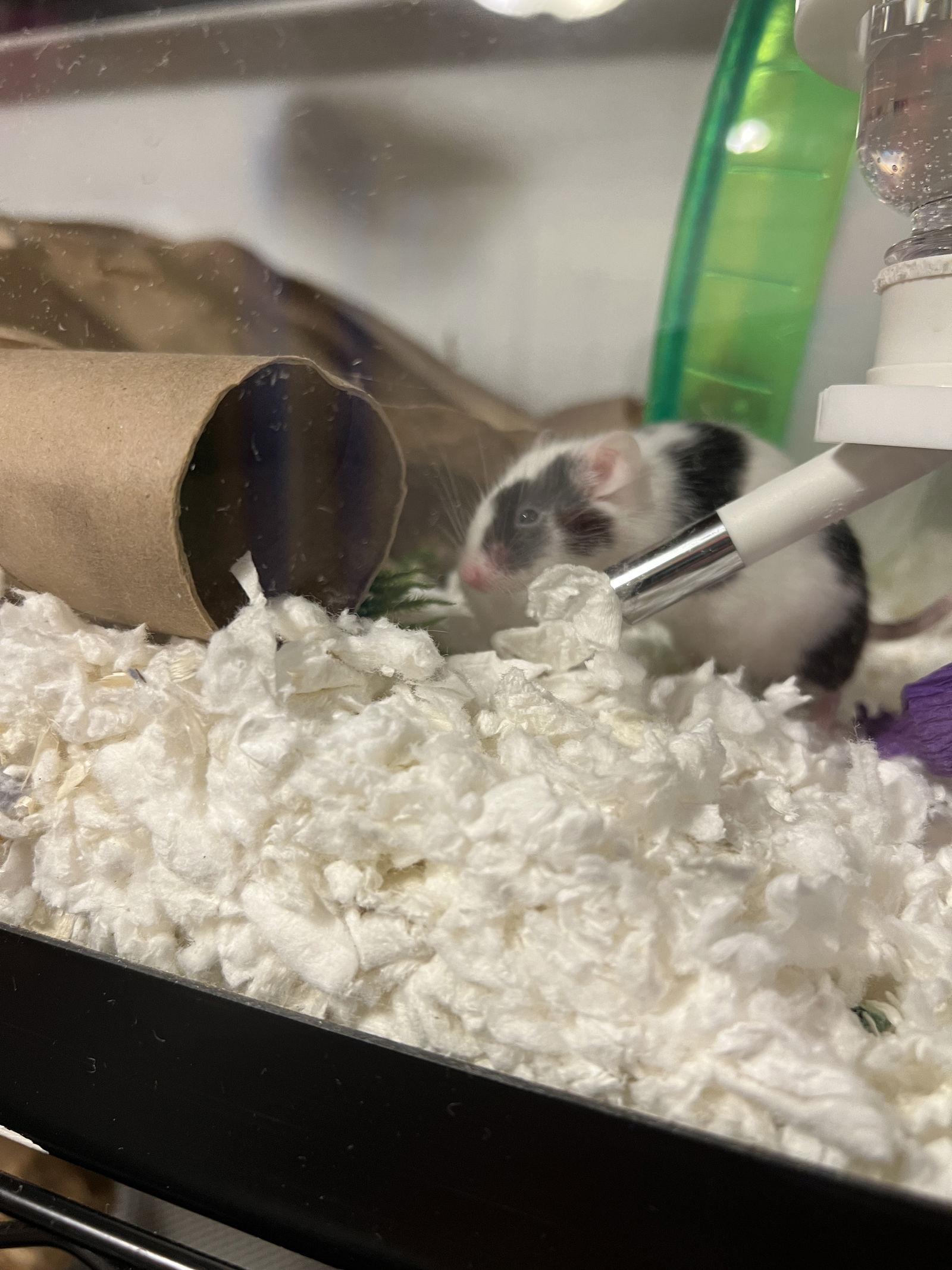 Enlarge Miko, a Adoptable Mouse in Frederick, MD image 1/3