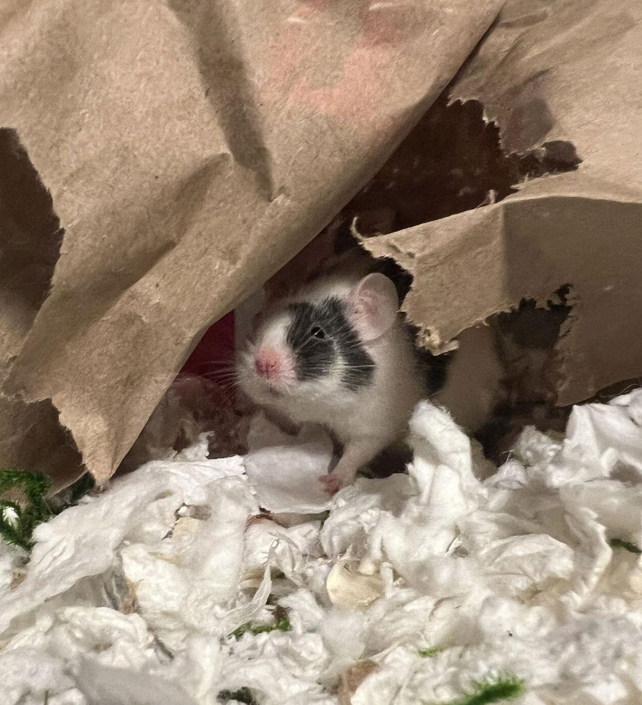 Enlarge Miko, a Adoptable Mouse in Frederick, MD image 2/3