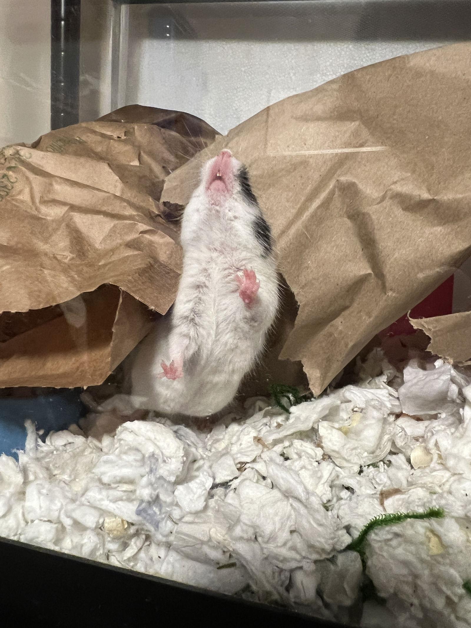 Enlarge Miko, a Adoptable Mouse in Frederick, MD image 3/3