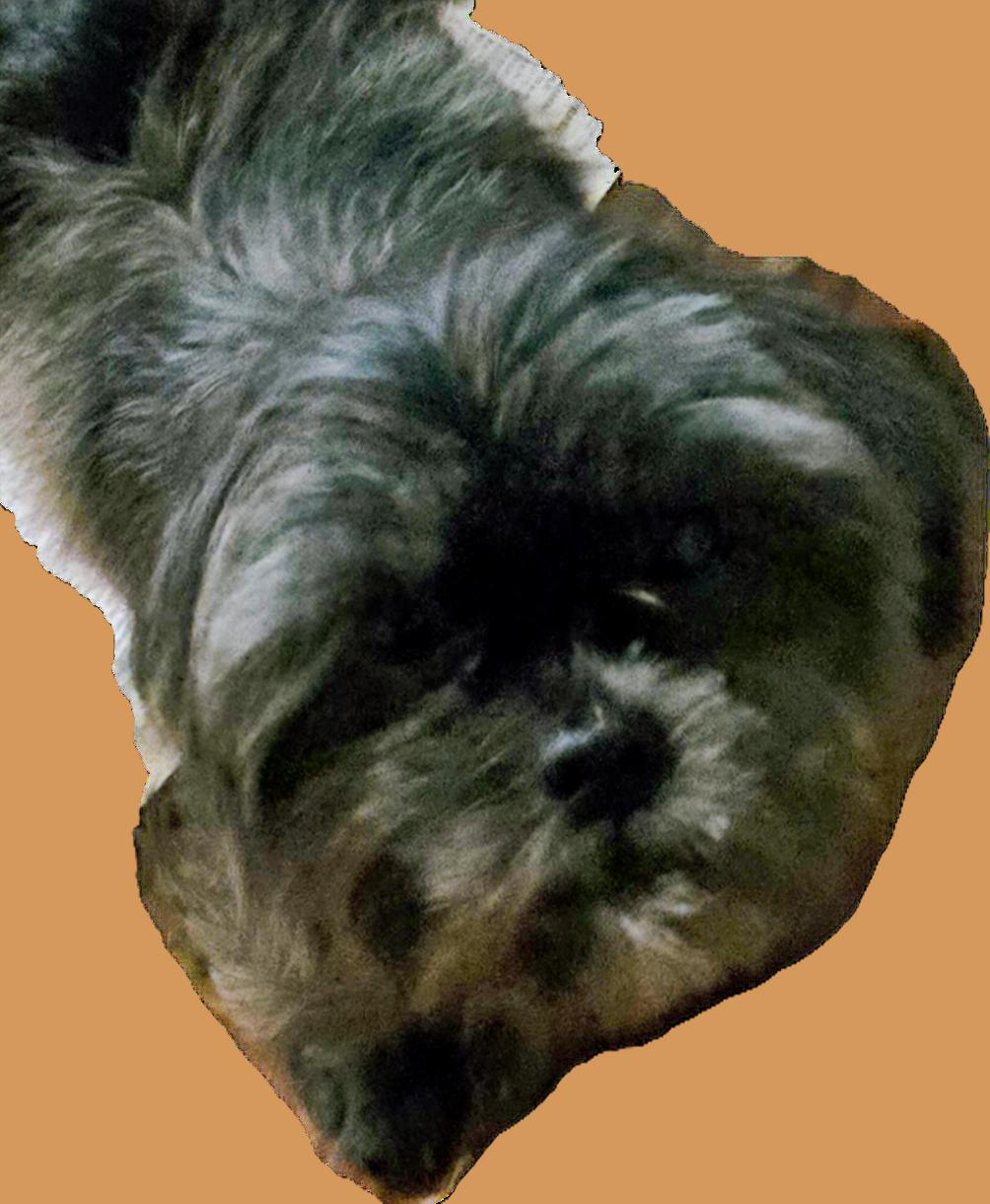 Quinn, an adopted Shih Tzu in Suffolk, VA image 2/3