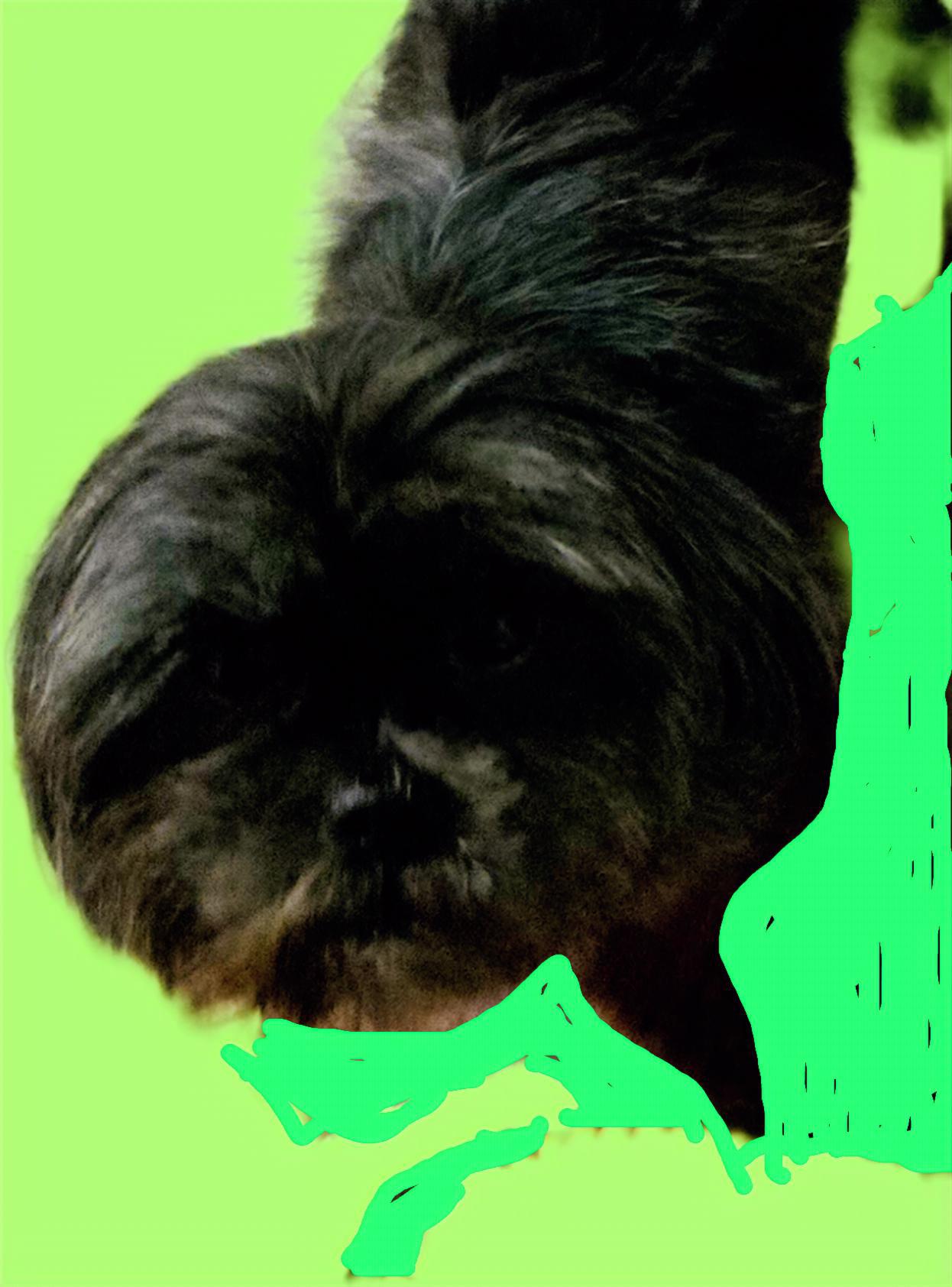 Quinn, an adopted Shih Tzu in Suffolk, VA image 3/3