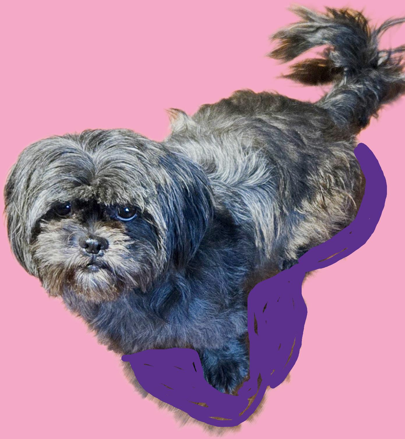 Quinn, adopted, Young Female Shih Tzu.