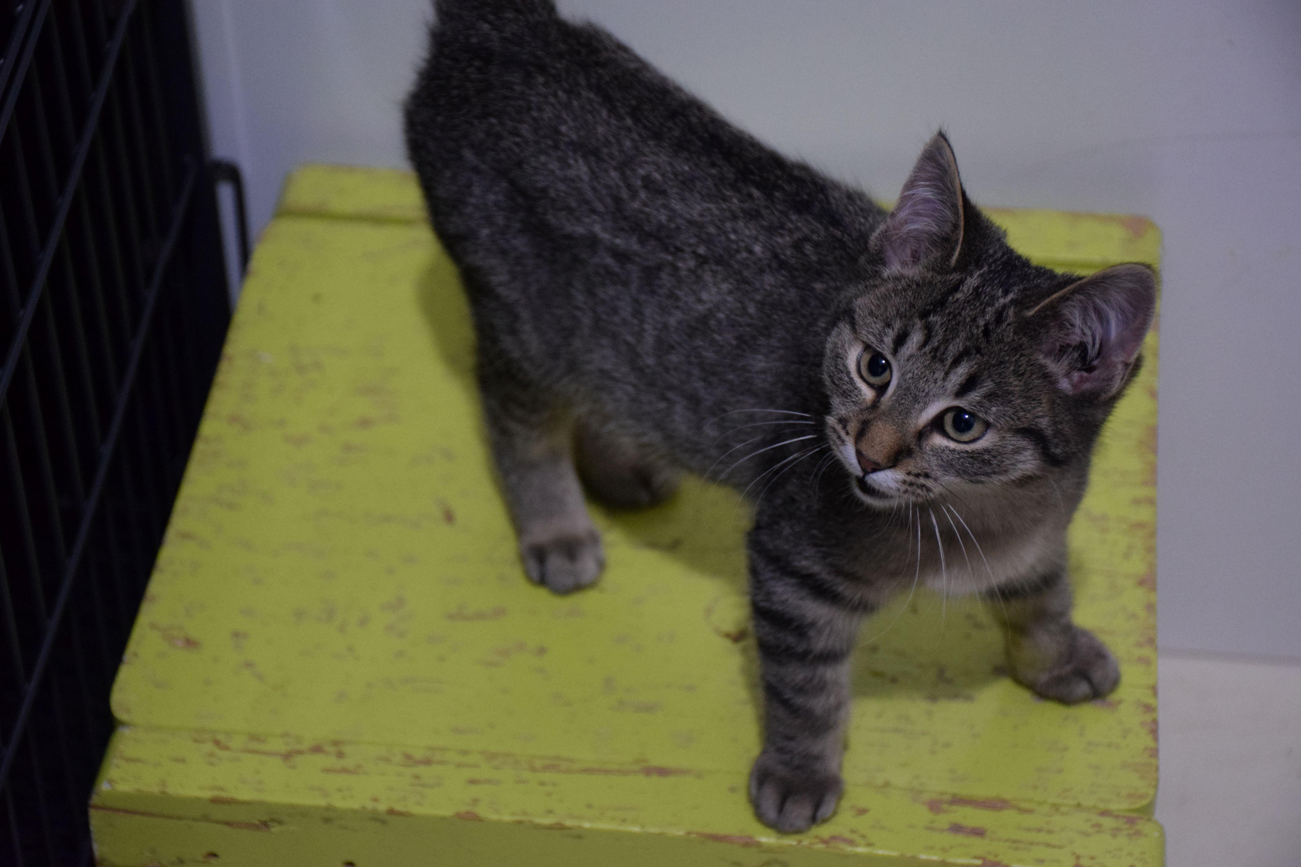Abby, ADOPTABLE, Young Female Tabby.