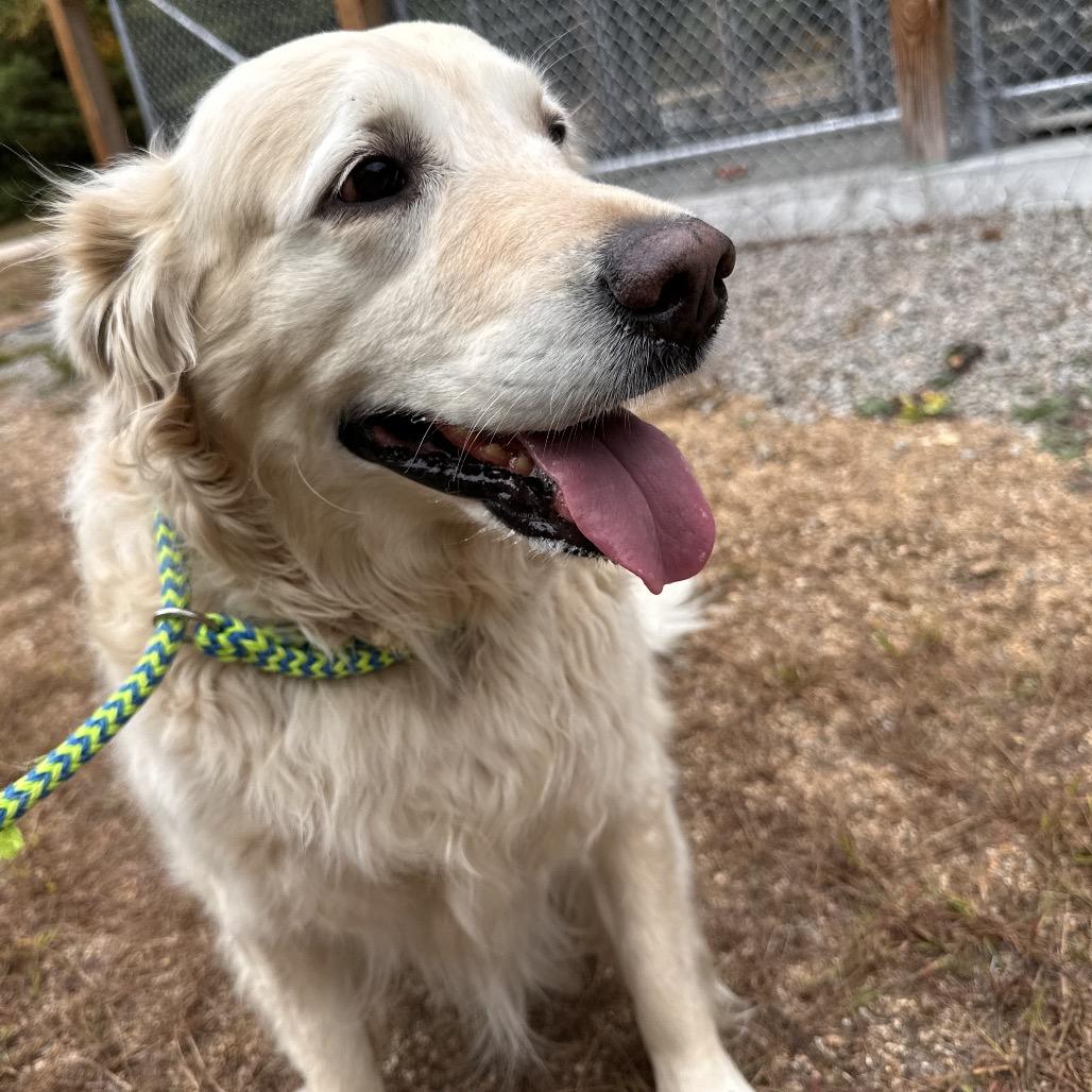 Sandy-Available Soon! photo