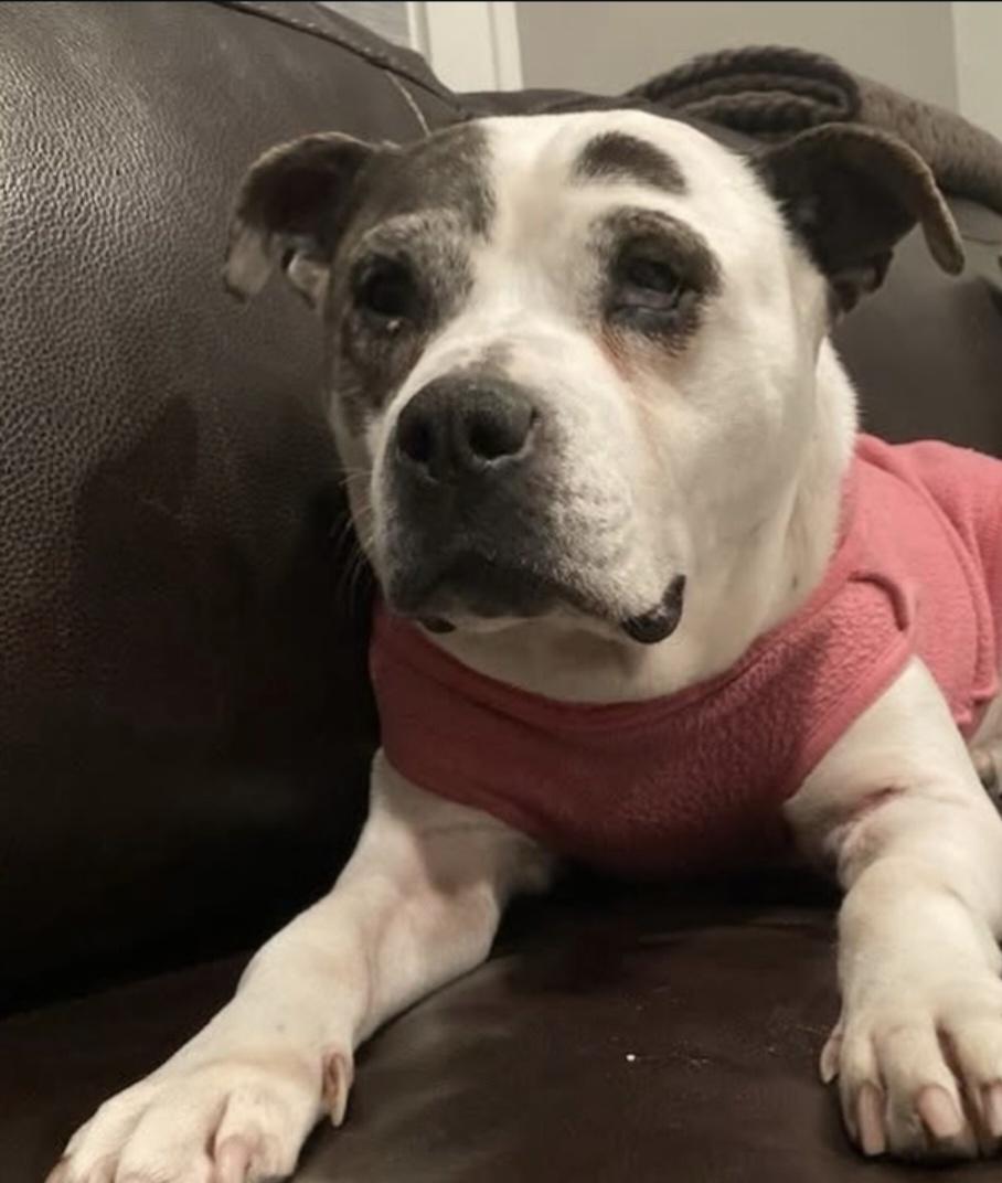 Dolly, a Adoptable American Staffordshire Terrier in Lincoln Park, NJ image 1/3