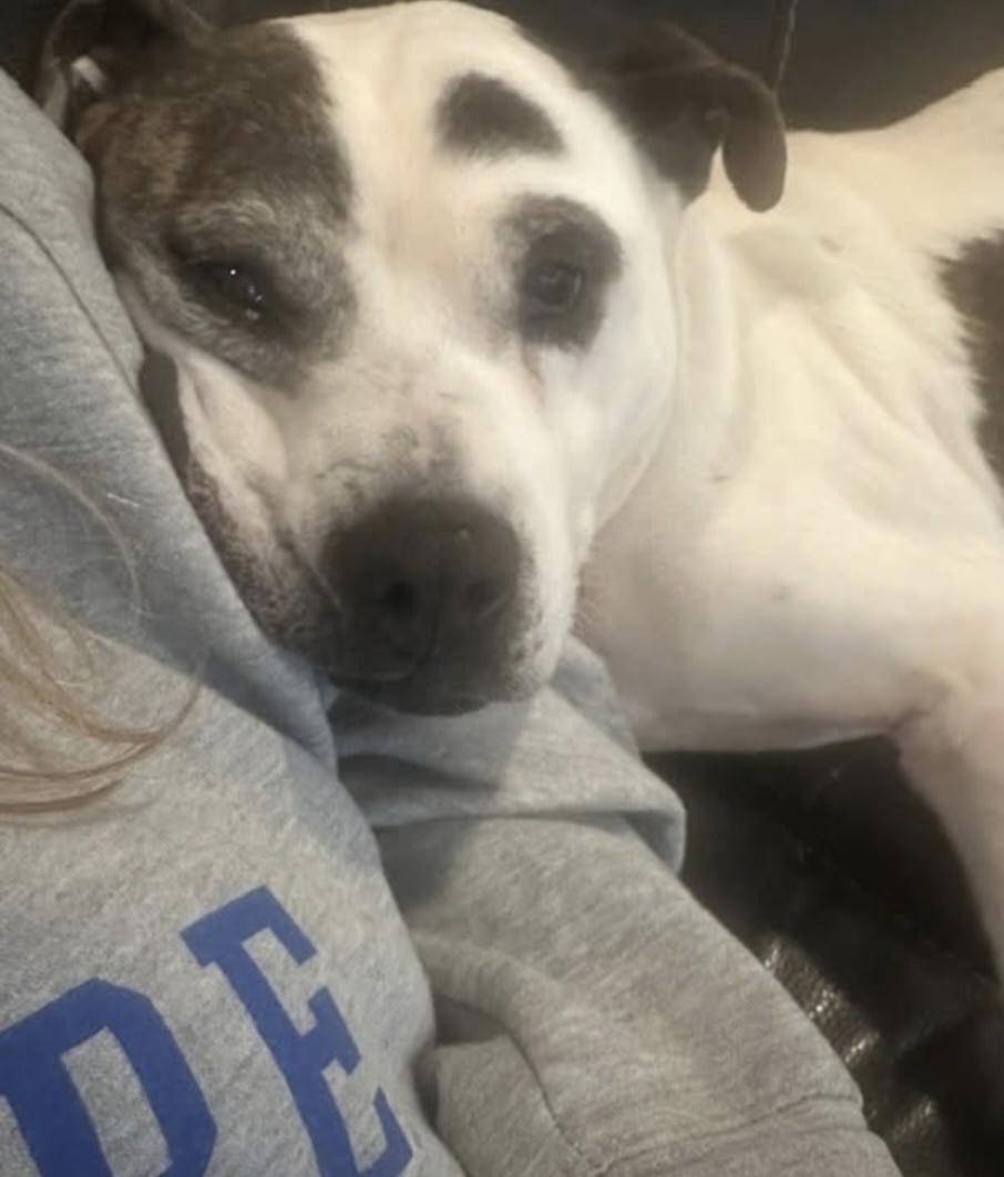 Dolly, a Adoptable American Staffordshire Terrier in Lincoln Park, NJ image 2/3