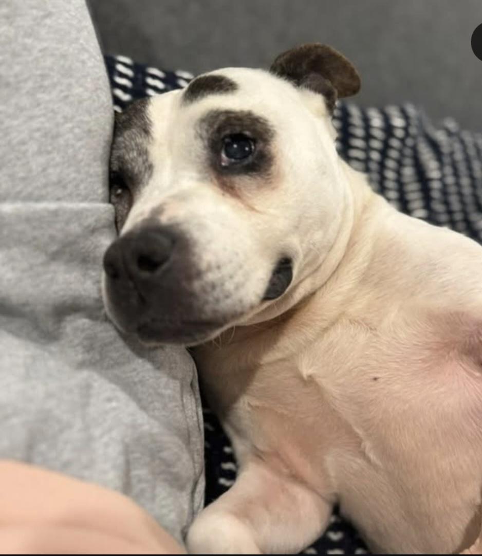 Dolly, a Adoptable American Staffordshire Terrier in Lincoln Park, NJ image 3/3