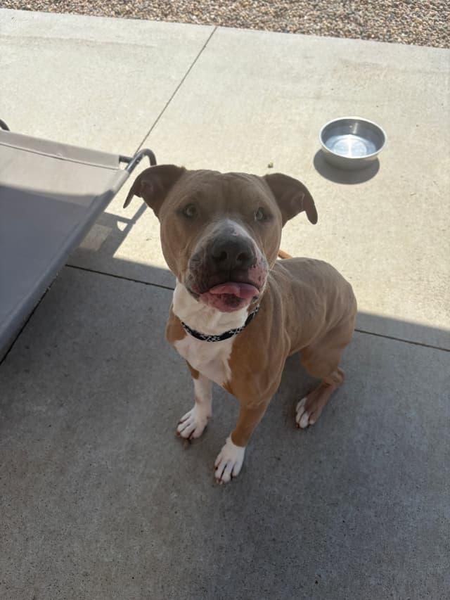 Jarvis, ADOPTABLE, Adult Male Pit Bull Terrier.