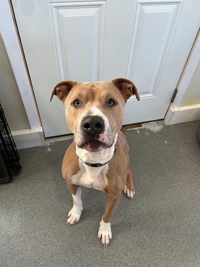 Enlarge Jarvis, a ADOPTABLE mixed breed in Seward, NE image 2/6