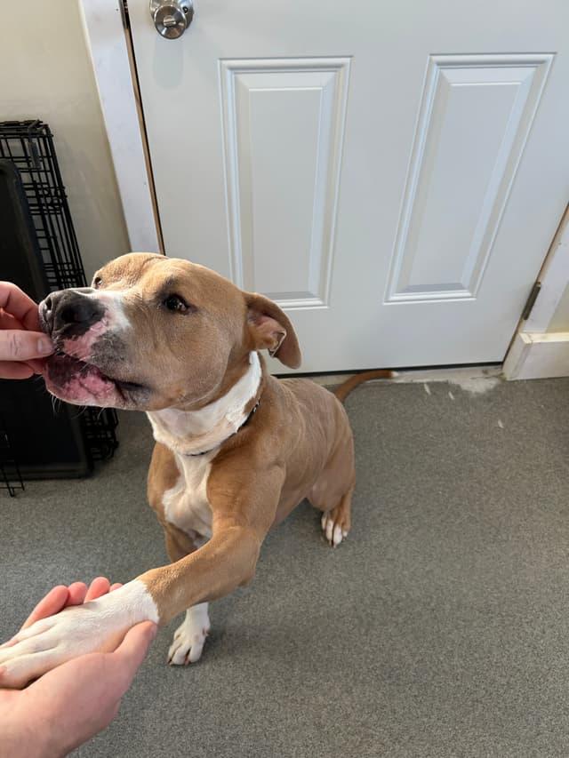 Enlarge Jarvis, a ADOPTABLE mixed breed in Seward, NE image 3/6