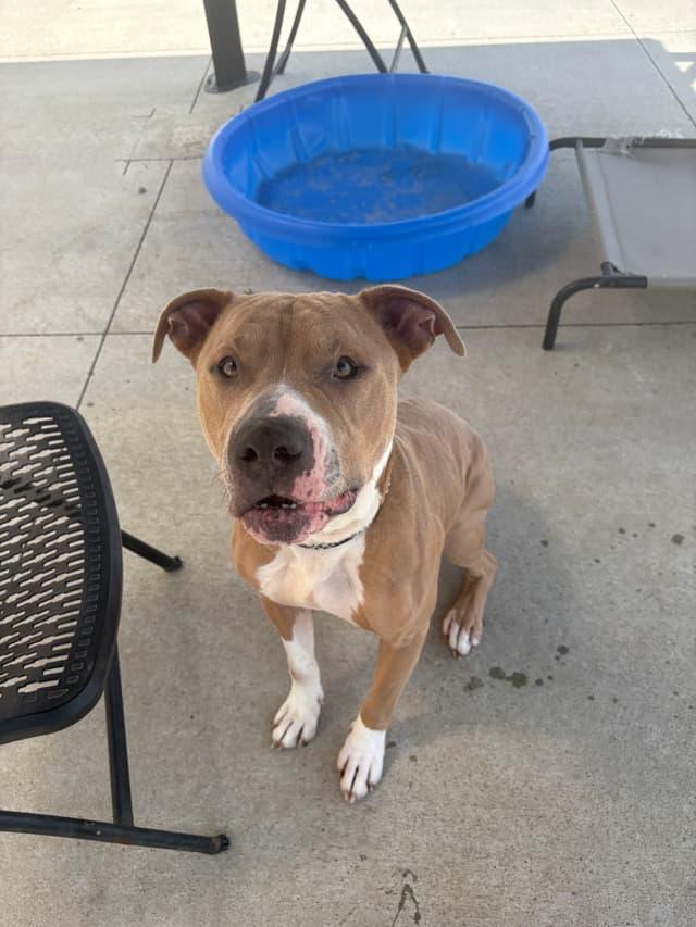 Enlarge Jarvis, a ADOPTABLE mixed breed in Seward, NE image 5/6