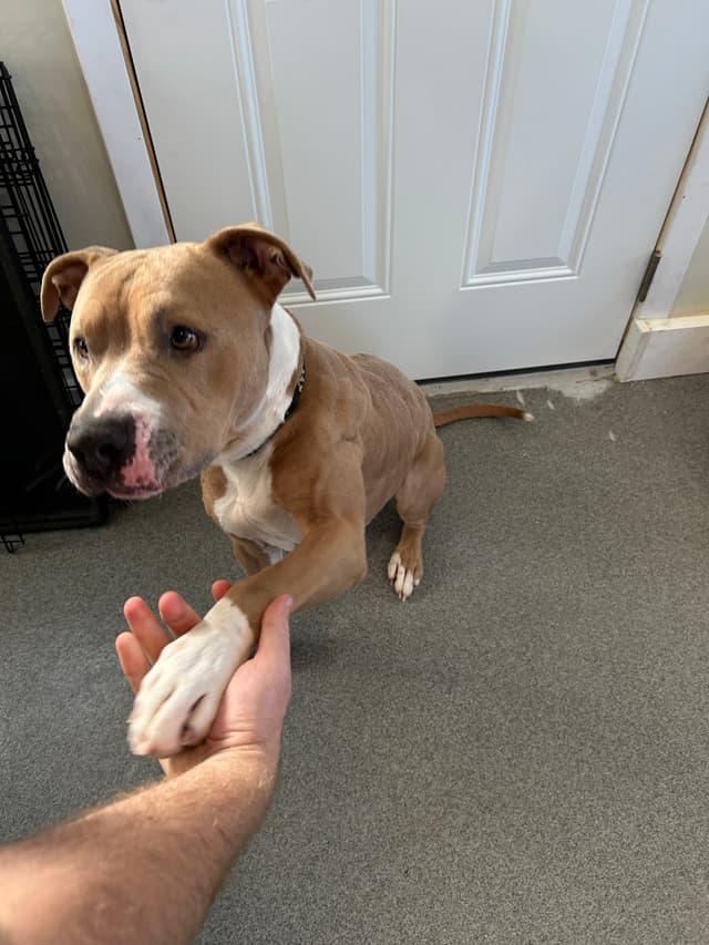 Enlarge Jarvis, a ADOPTABLE mixed breed in Seward, NE image 6/6