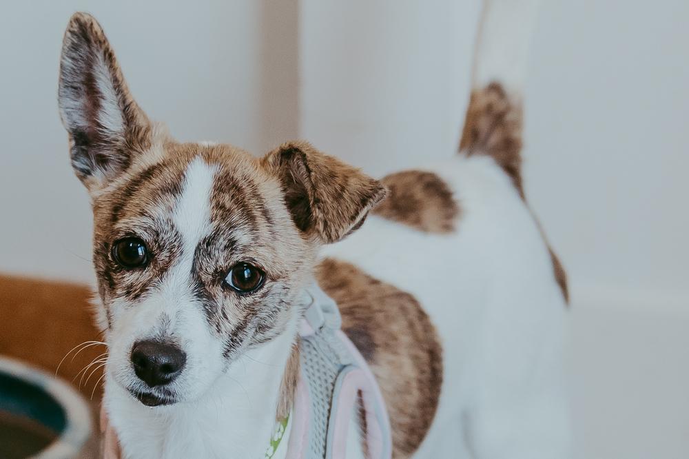 Bernadette Theory, a Adoptable mixed breed in Waunakee, WI image 1/5