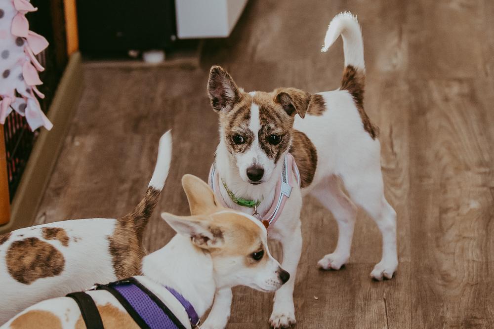 Bernadette Theory, a Adoptable mixed breed in Waunakee, WI image 2/5