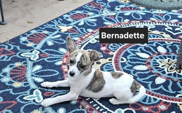 Bernadette Theory, a Adoptable mixed breed in Waunakee, WI image 3/5