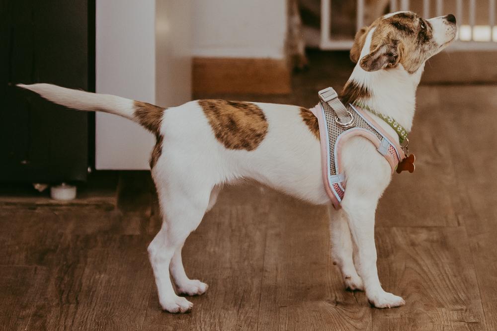 Bernadette Theory, a Adoptable mixed breed in Waunakee, WI image 4/5