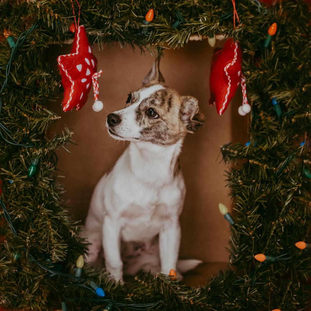 Bernadette Theory, a Adoptable mixed breed in Waunakee, WI image 5/5