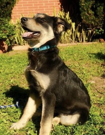 Enlarge Famous Frida, a ADOPTABLE mixed breed in Los Angeles, CA image 2/3