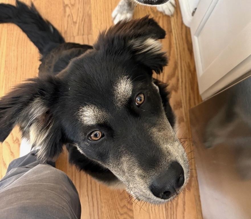 Famous Frida, a ADOPTABLE mixed breed in Los Angeles, CA image 5/6