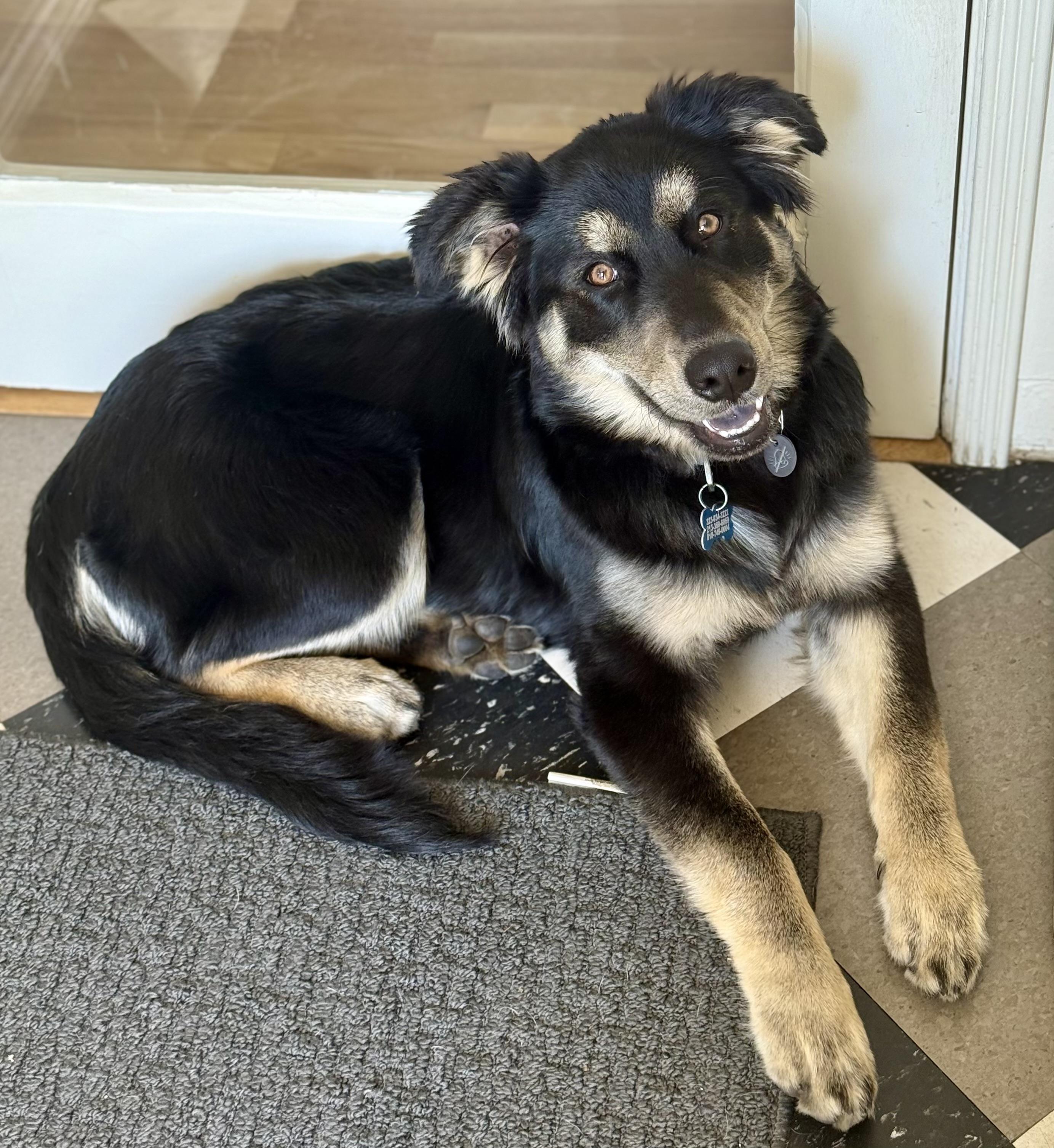 Famous Frida, a ADOPTABLE mixed breed in Los Angeles, CA image 2/6