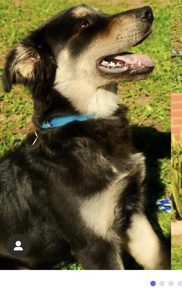 Enlarge Famous Frida, a ADOPTABLE mixed breed in Los Angeles, CA image 3/3