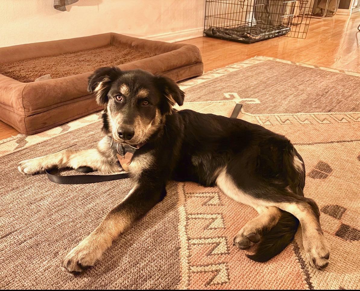 Famous Frida, a ADOPTABLE mixed breed in Los Angeles, CA image 4/6