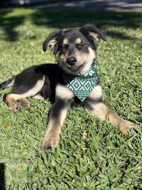 Famous Frida, ADOPTABLE, Puppy Female German Shepherd Dog & Cattle Dog.