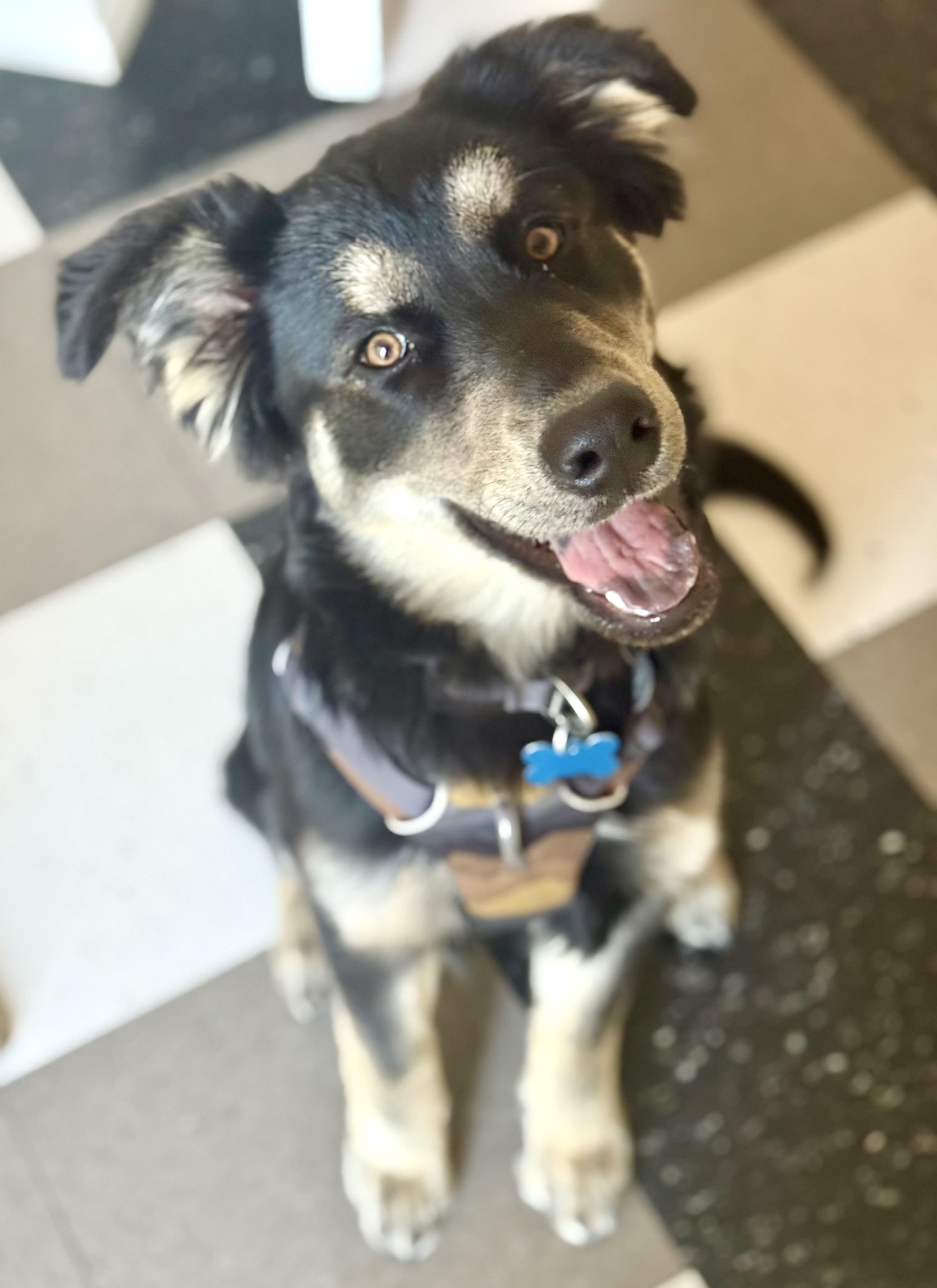 Famous Frida, a ADOPTABLE mixed breed in Los Angeles, CA image 1/6