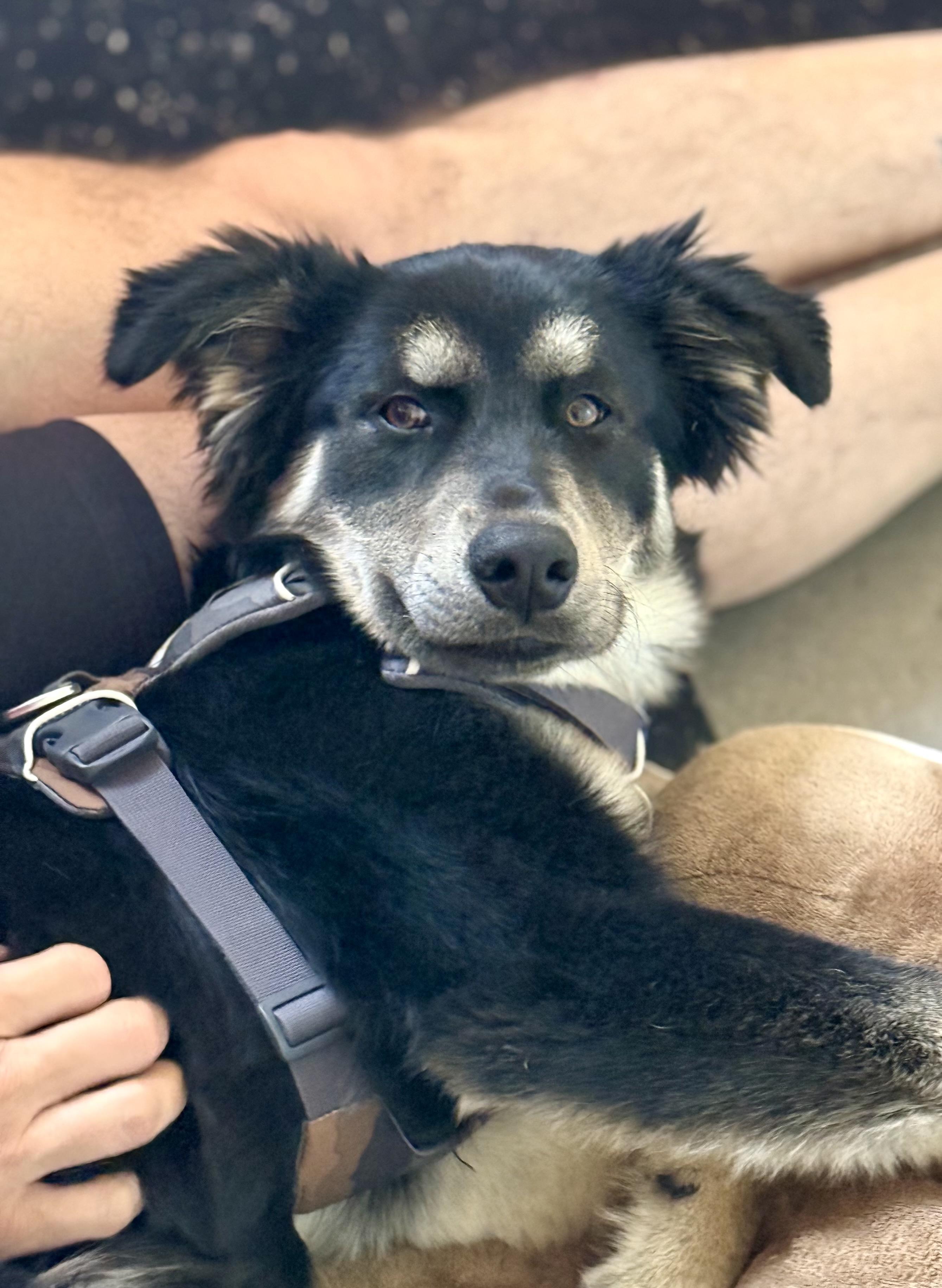 Famous Frida, a ADOPTABLE mixed breed in Los Angeles, CA image 3/6