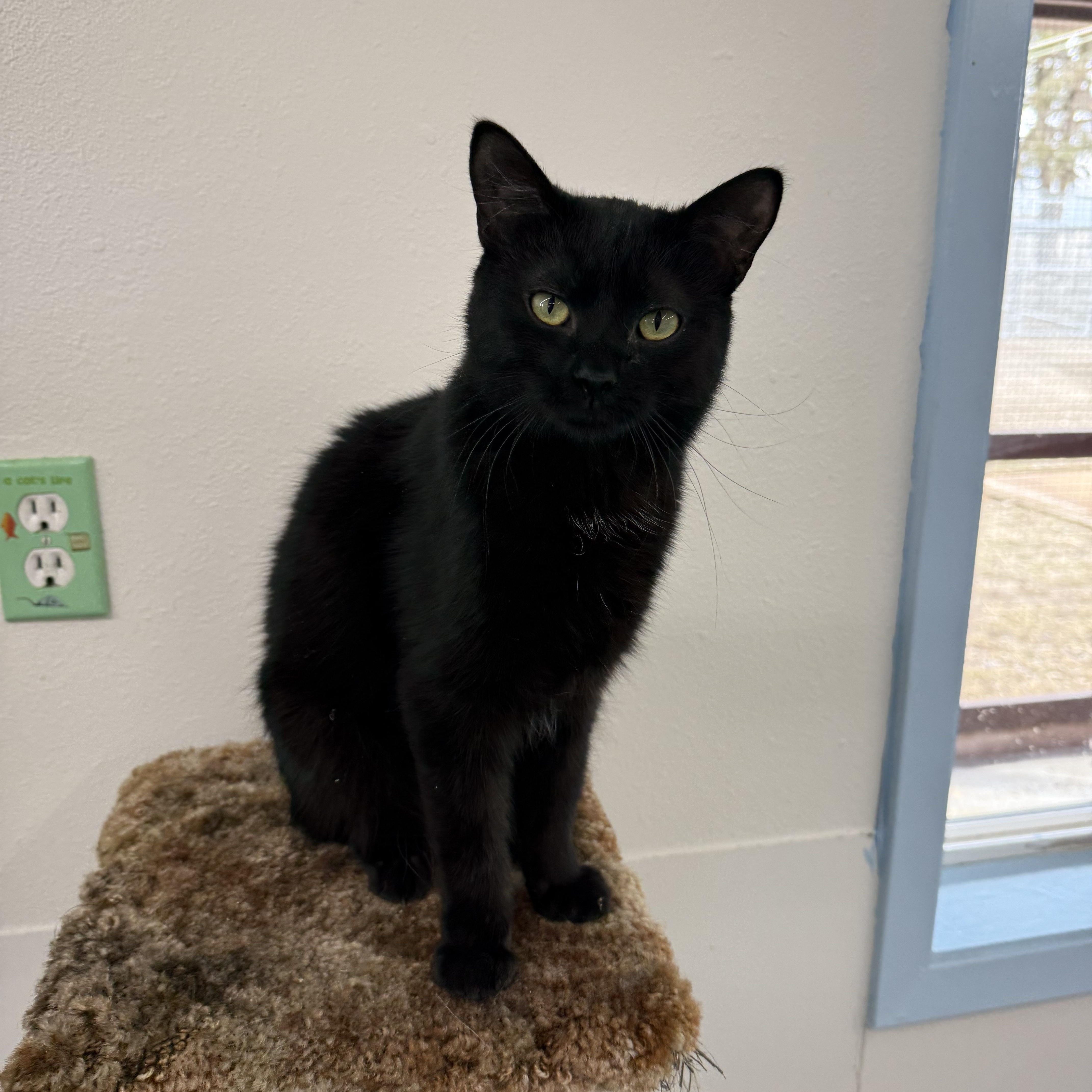 Louise, a Adoptable Domestic Medium Hair in Fort Benton, MT image 1/2