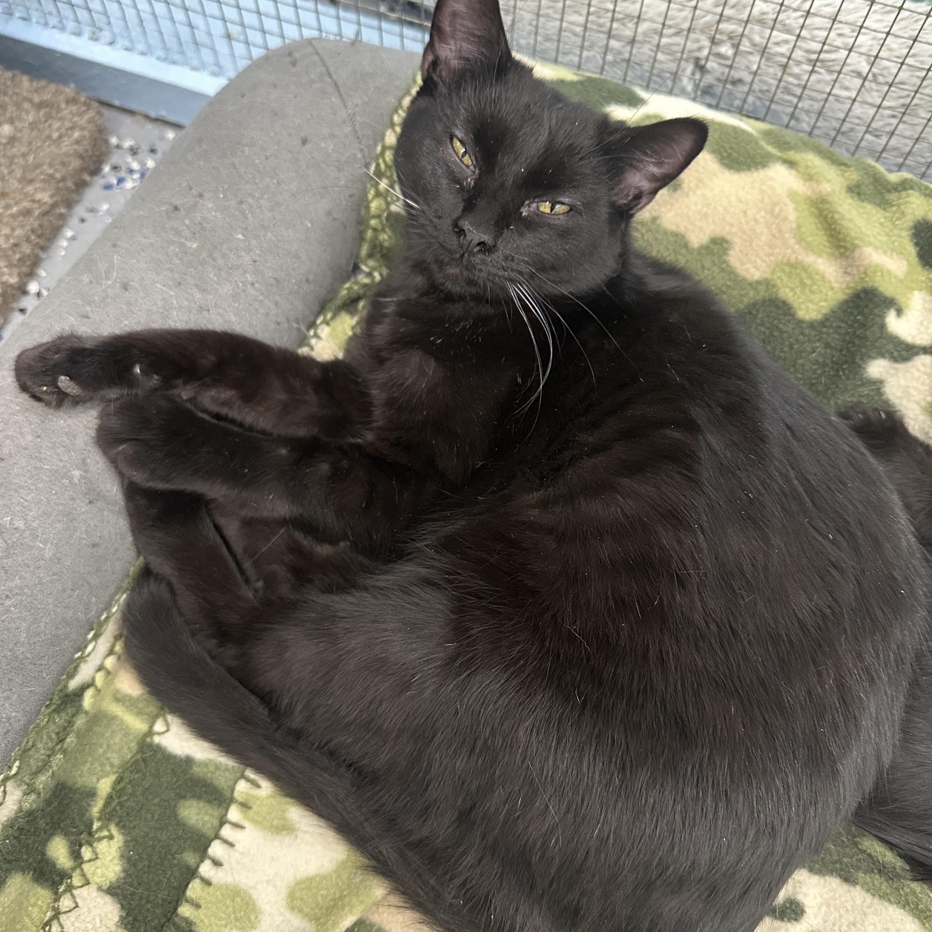 Louise, a Adoptable Domestic Medium Hair in Fort Benton, MT image 2/2