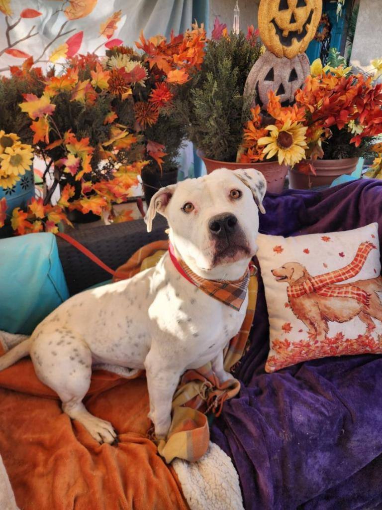 Enlarge Adorable Queen Bee, a Adoptable mixed breed in Acton, CA image 4/6