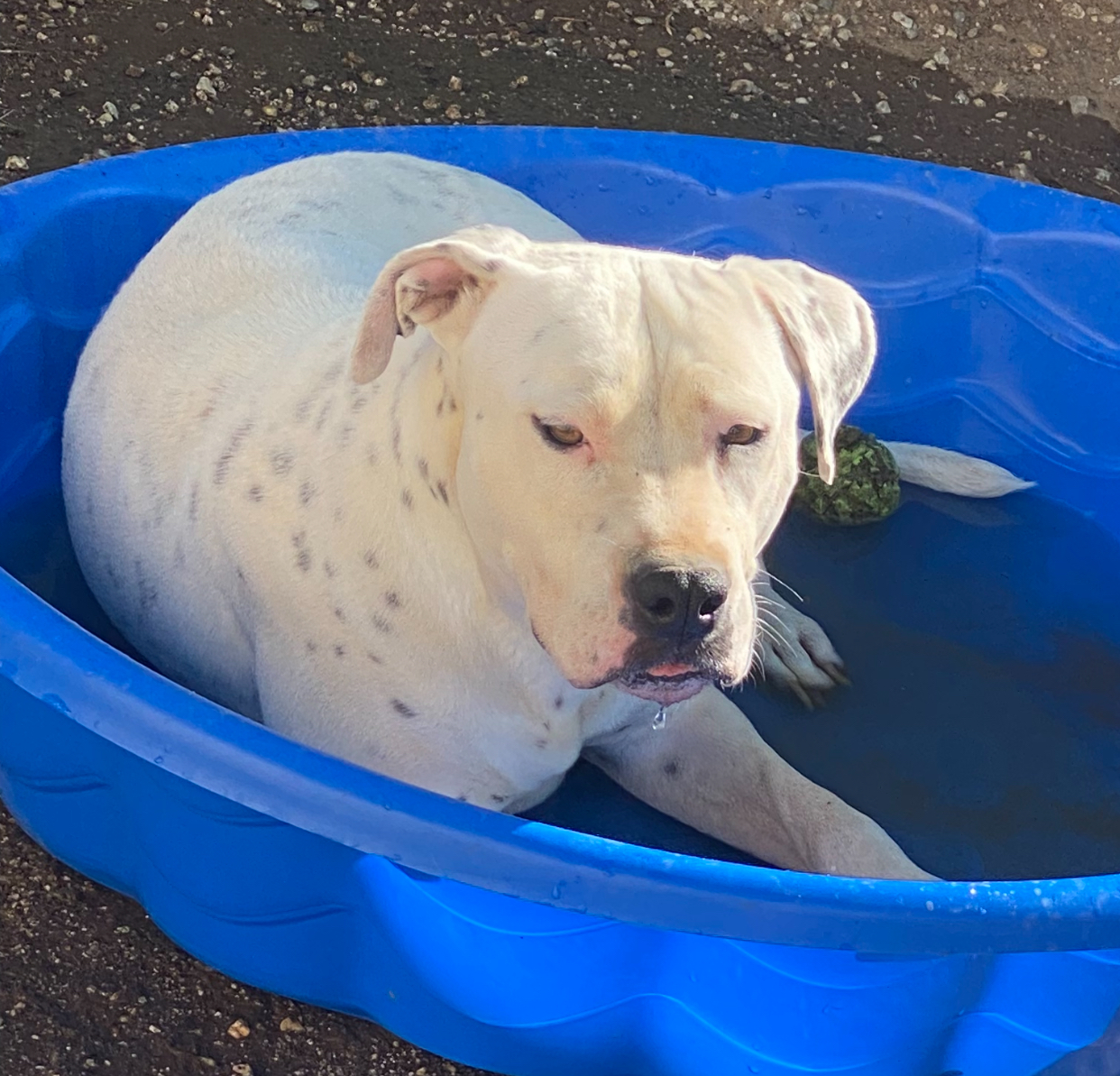 Enlarge Adorable Queen Bee, a Adoptable mixed breed in Acton, CA image 3/6