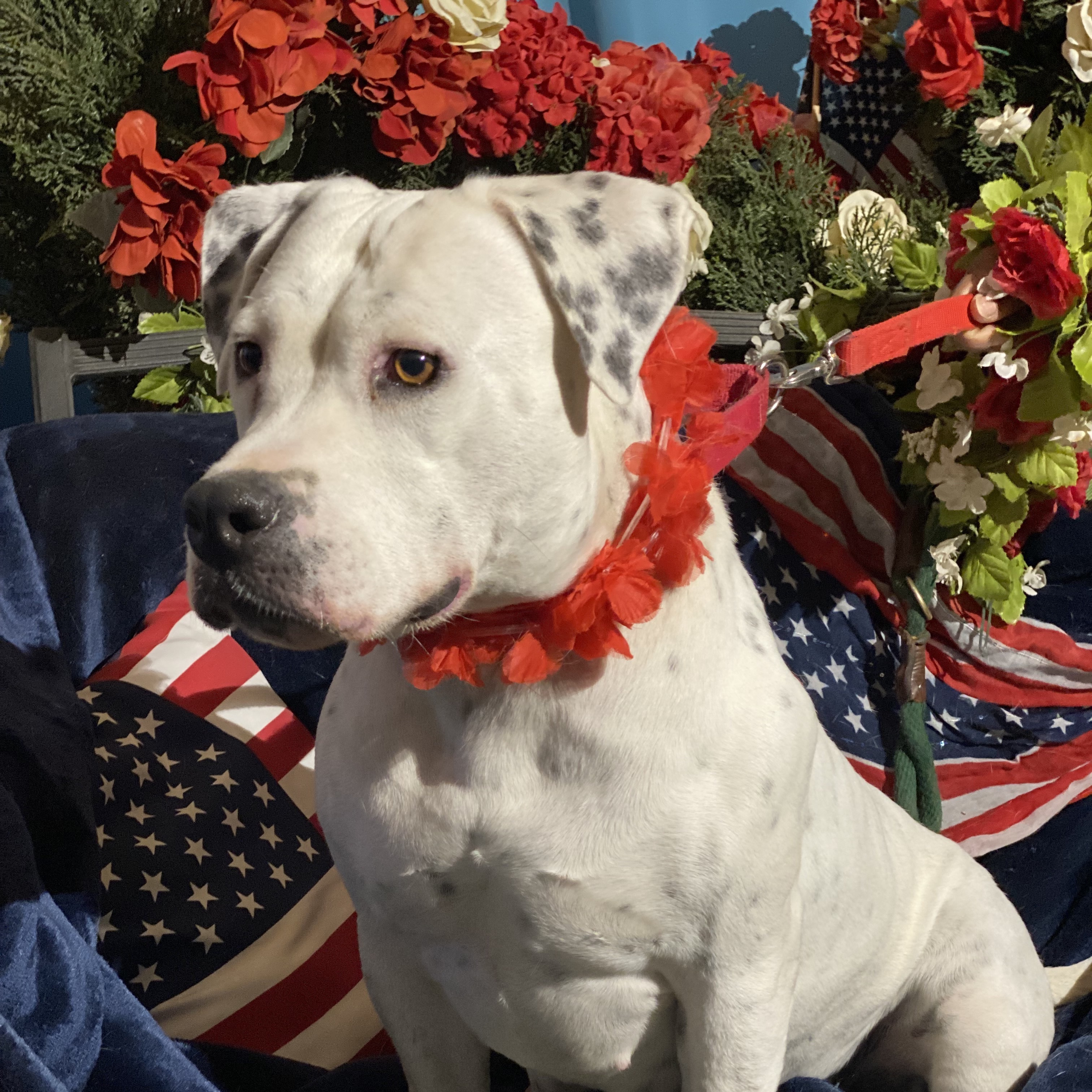 Enlarge Adorable Queen Bee, a Adoptable mixed breed in Acton, CA image 5/6