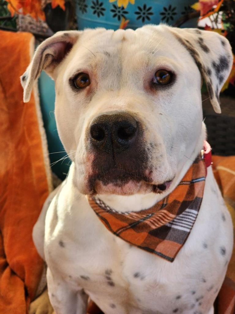 Enlarge Adorable Queen Bee, a Adoptable mixed breed in Acton, CA image 1/6