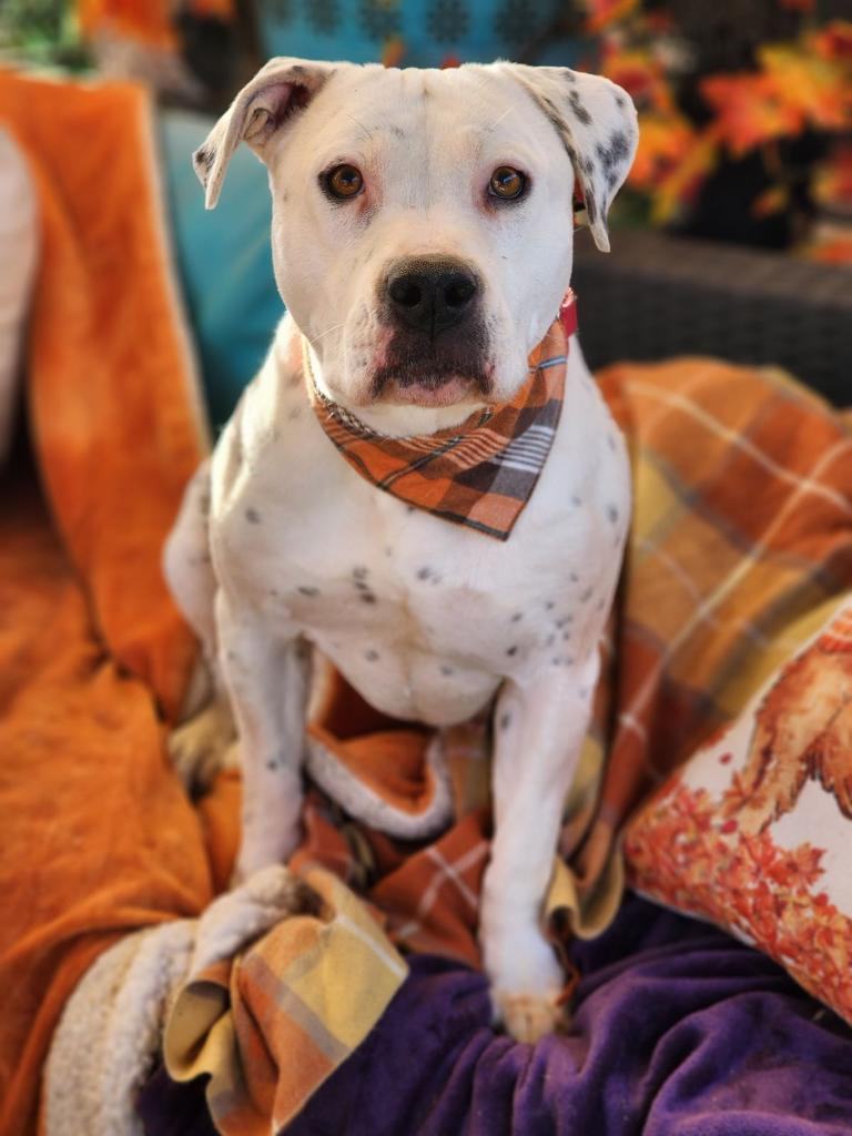 Enlarge Adorable Queen Bee, a Adoptable mixed breed in Acton, CA image 6/6
