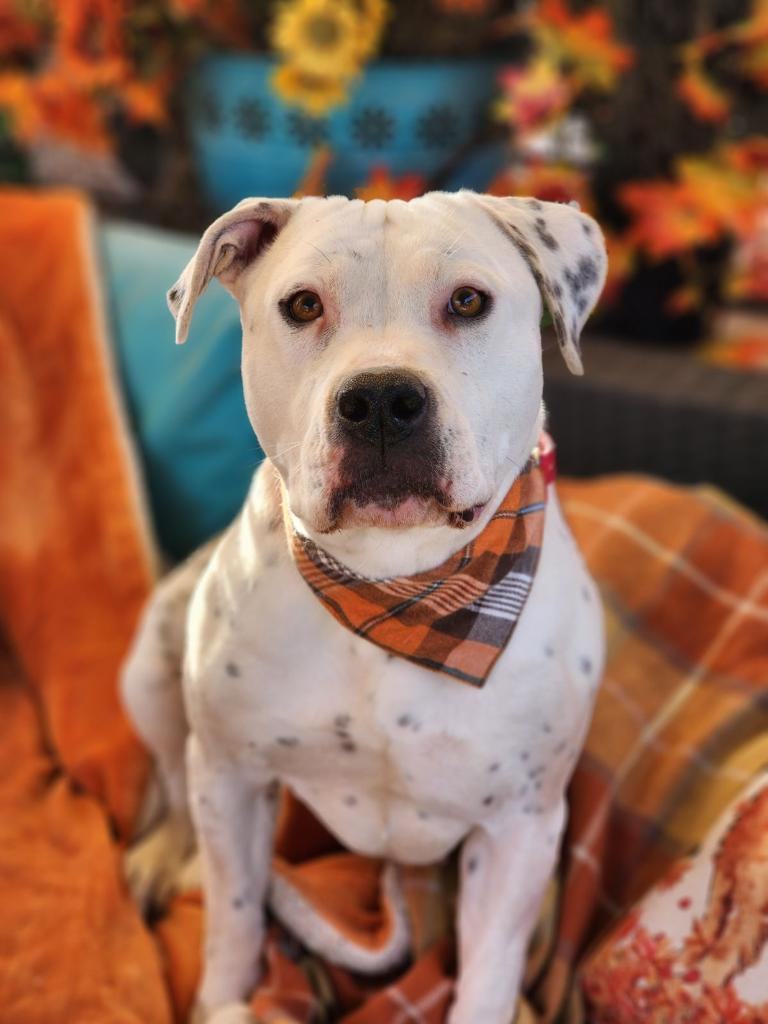 Enlarge Adorable Queen Bee, a Adoptable mixed breed in Acton, CA image 2/6