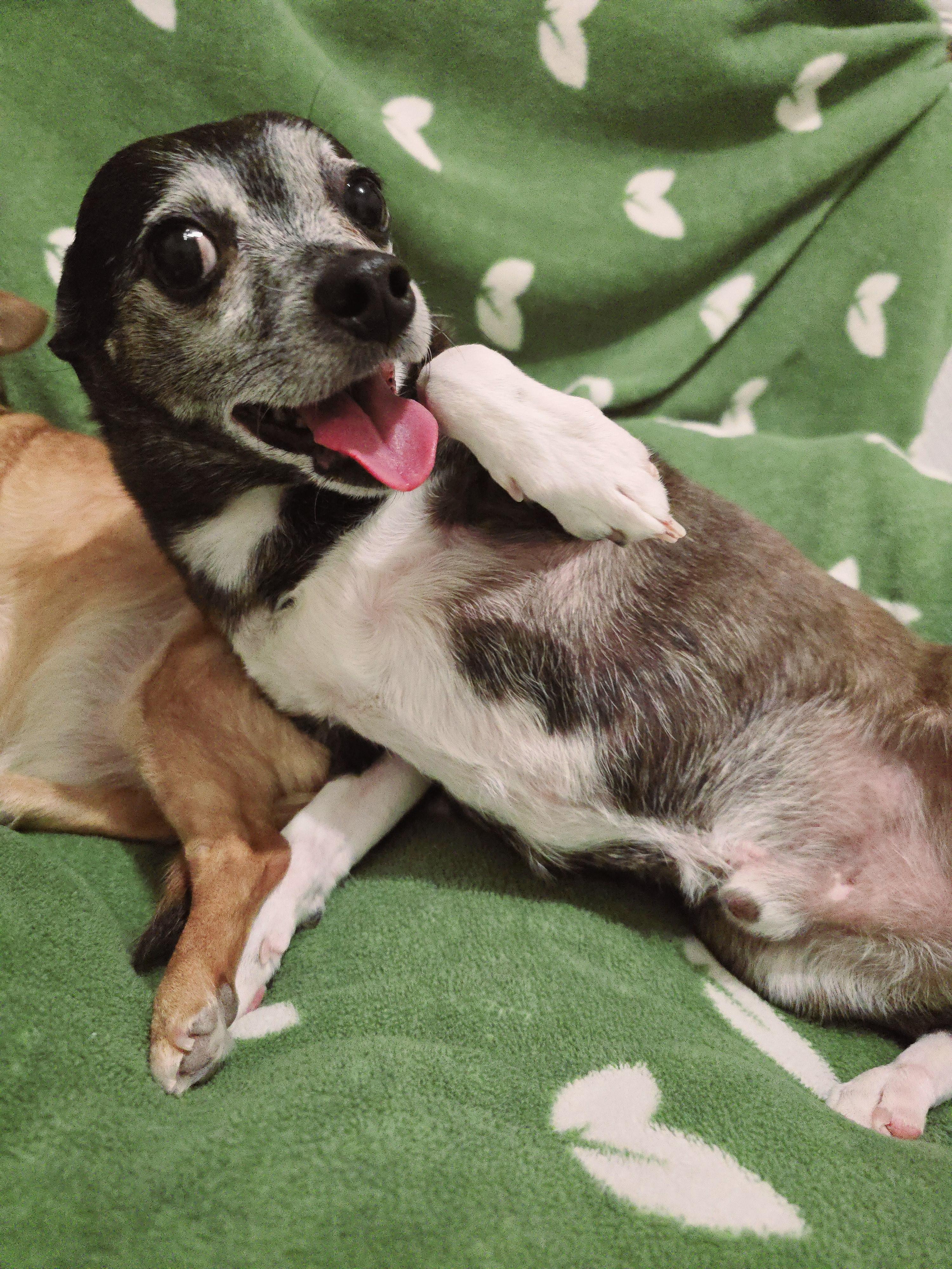 TIPPY, a Adoptable Chihuahua in Port Clinton, OH image 2/3