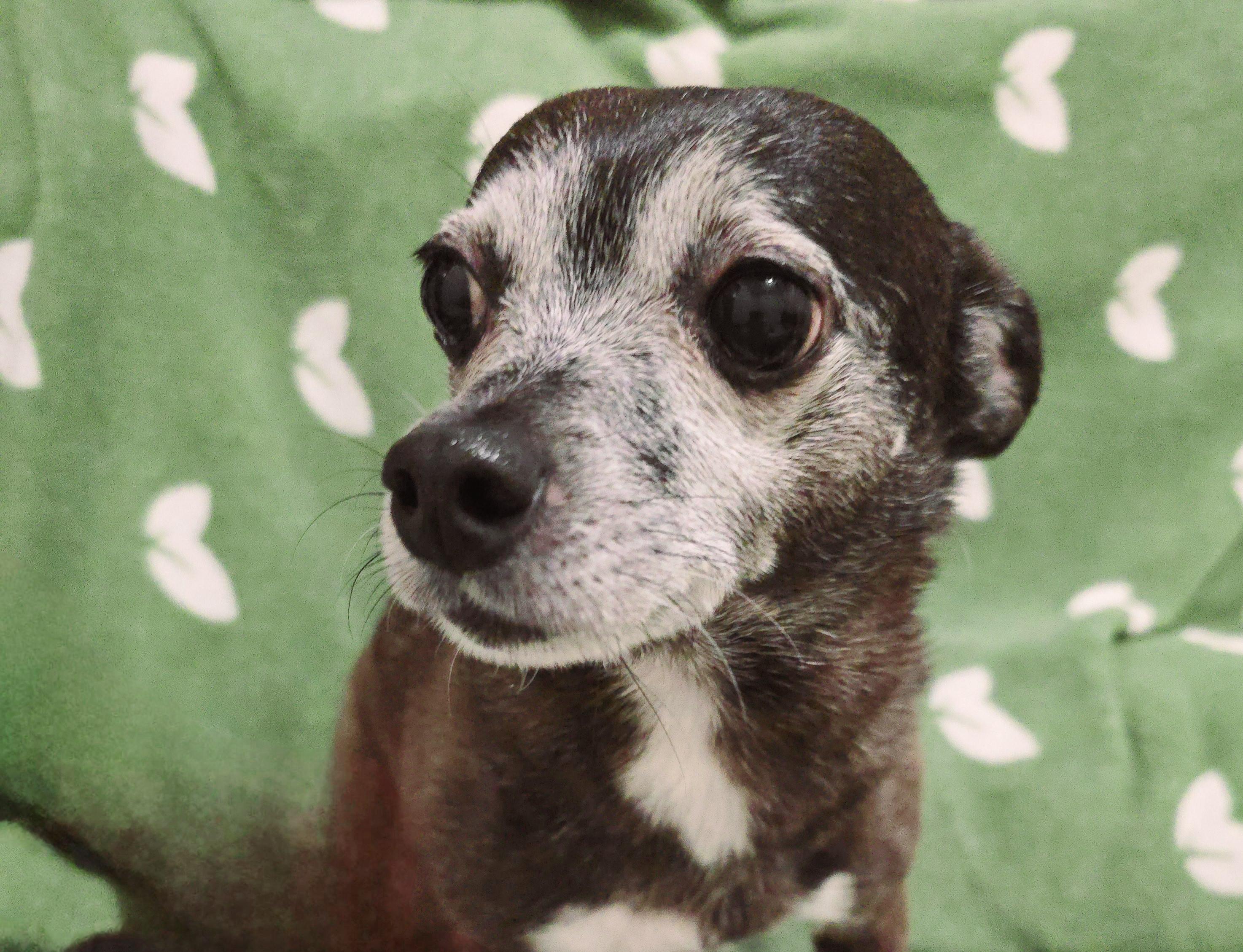 TIPPY, a Adoptable Chihuahua in Port Clinton, OH image 3/3