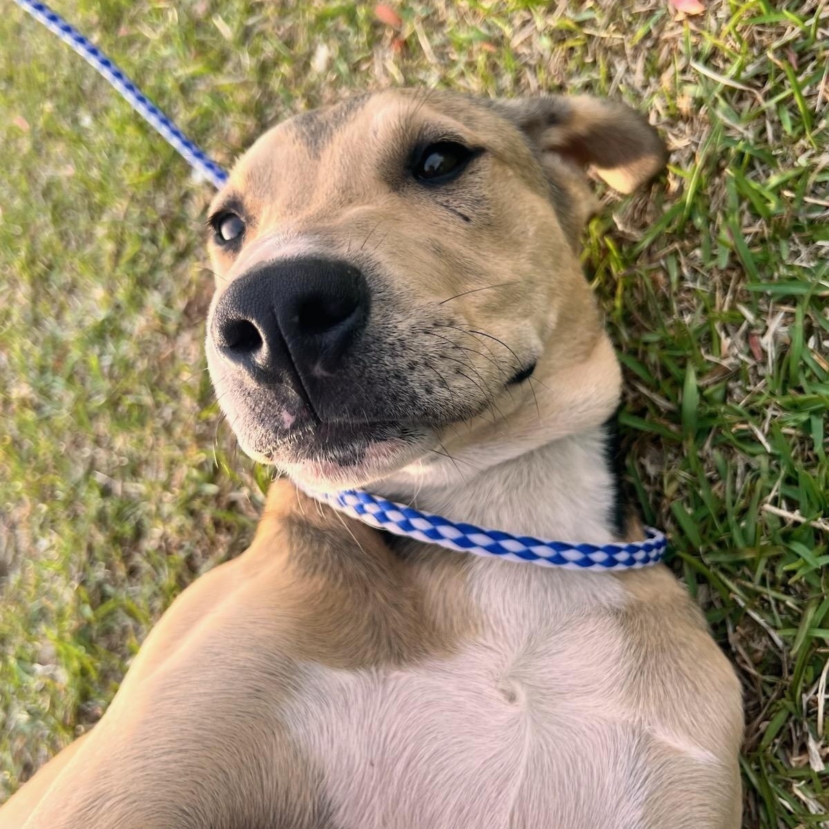 Enlarge Beau, a Adoptable mixed breed in Macclesfield, NC image 5/6