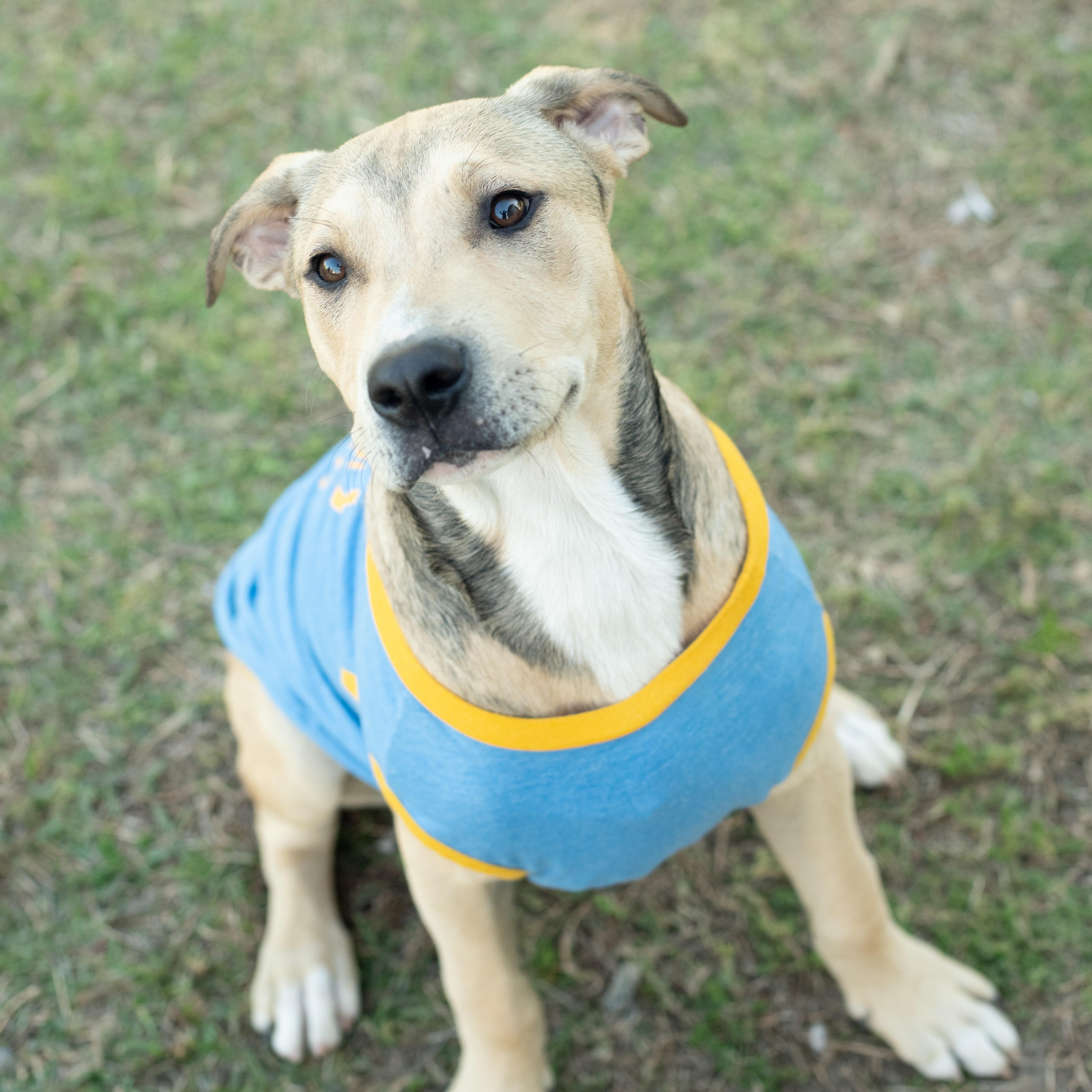 Enlarge Beau, a Adoptable mixed breed in Macclesfield, NC image 2/6