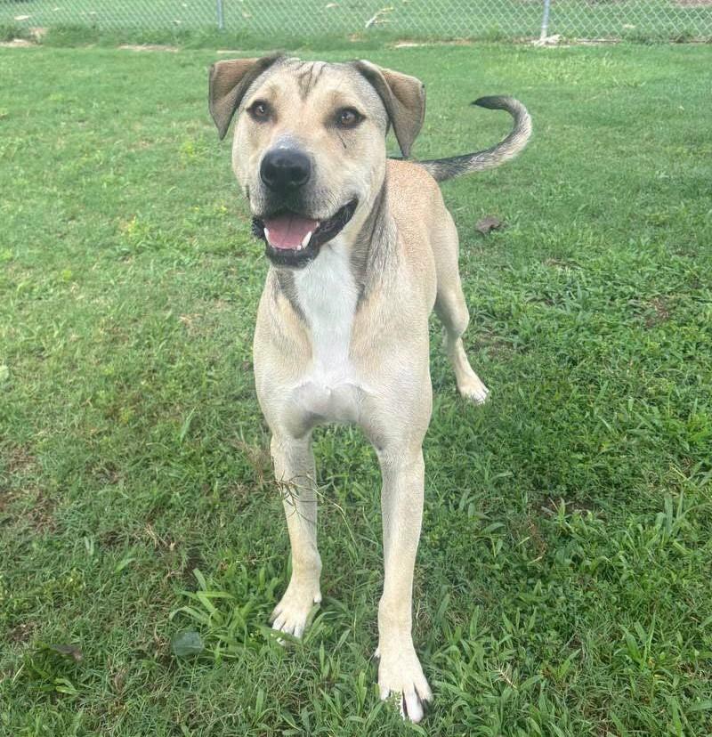 Beau, Adoptable, Puppy Male Pit Bull Terrier.