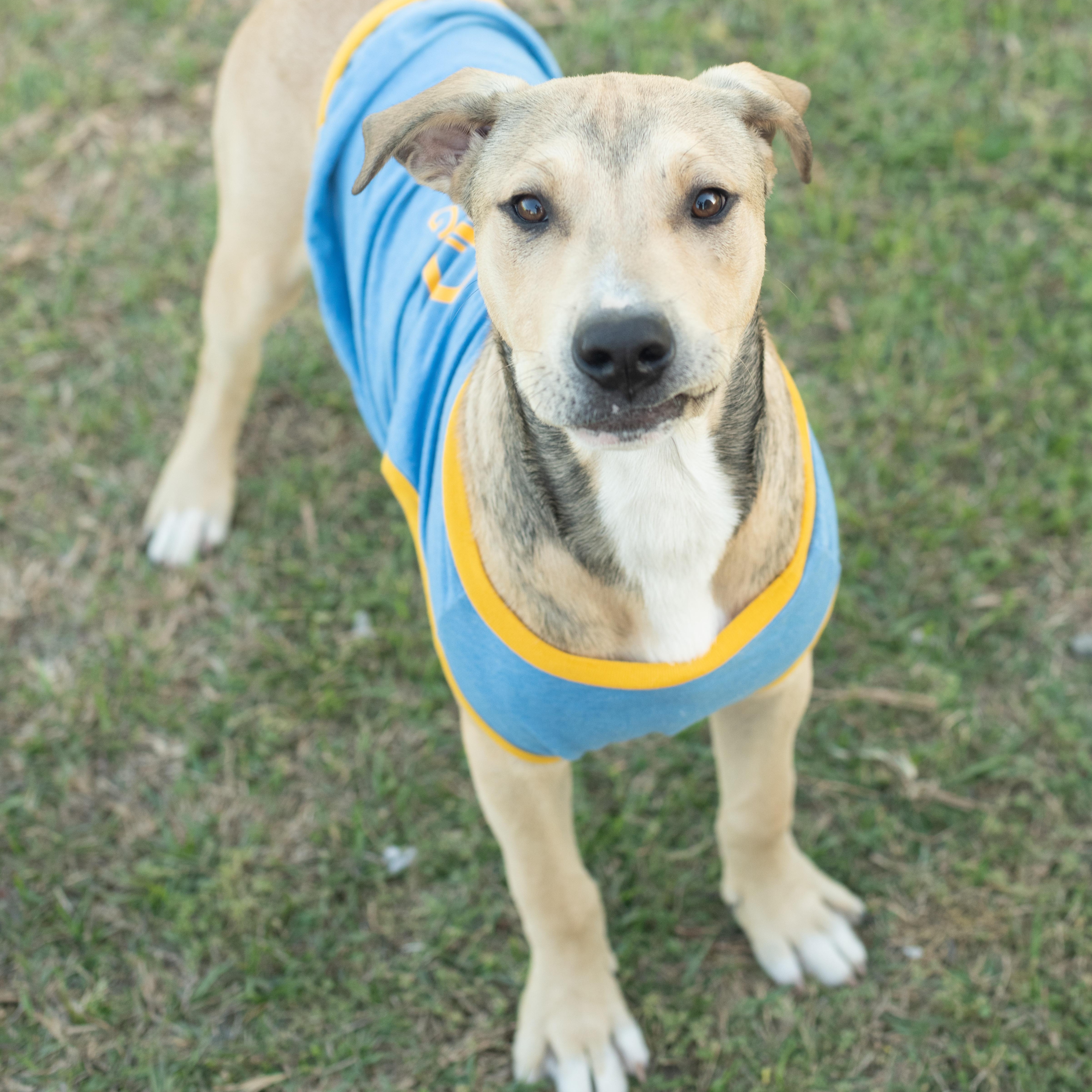 Enlarge Beau, a Adoptable mixed breed in Macclesfield, NC image 3/6