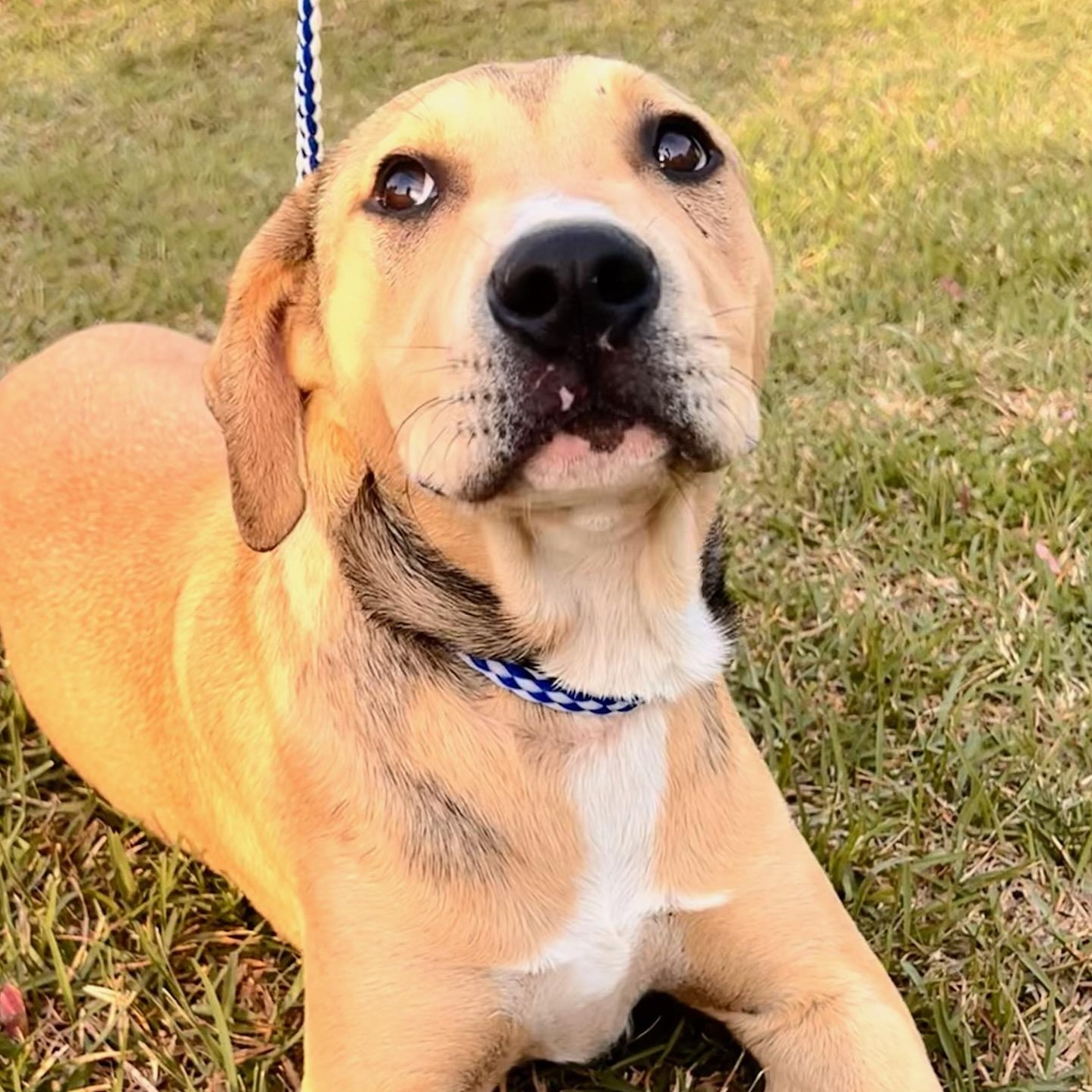 Enlarge Beau, a Adoptable mixed breed in Macclesfield, NC image 6/6